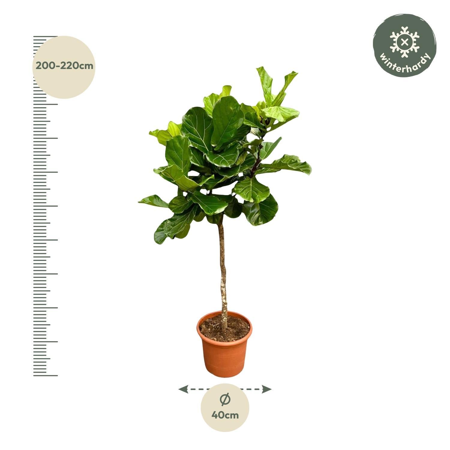 Geigenfeige - Ficus Lyrata Baum XXL - 210 cm - ø40