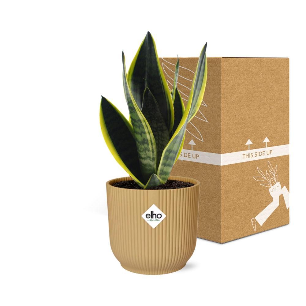 Sansevieria Futura Superba in ELHO Vibes Fold 14cm geel Topf gelb