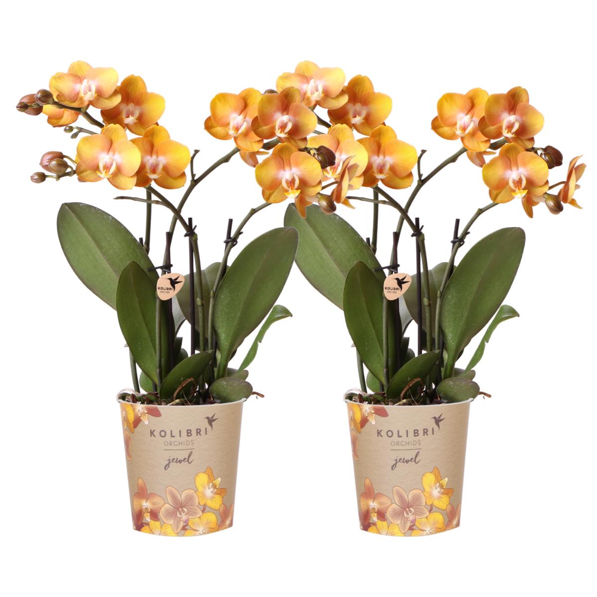 Kolibrie-orchideeën | COMBO AANBIEDING van 2 Phalaenopsis orchideeën - Las Vegas - potmaat Ø12cm | bloeiende kamerplant - vers van de veredelaar 