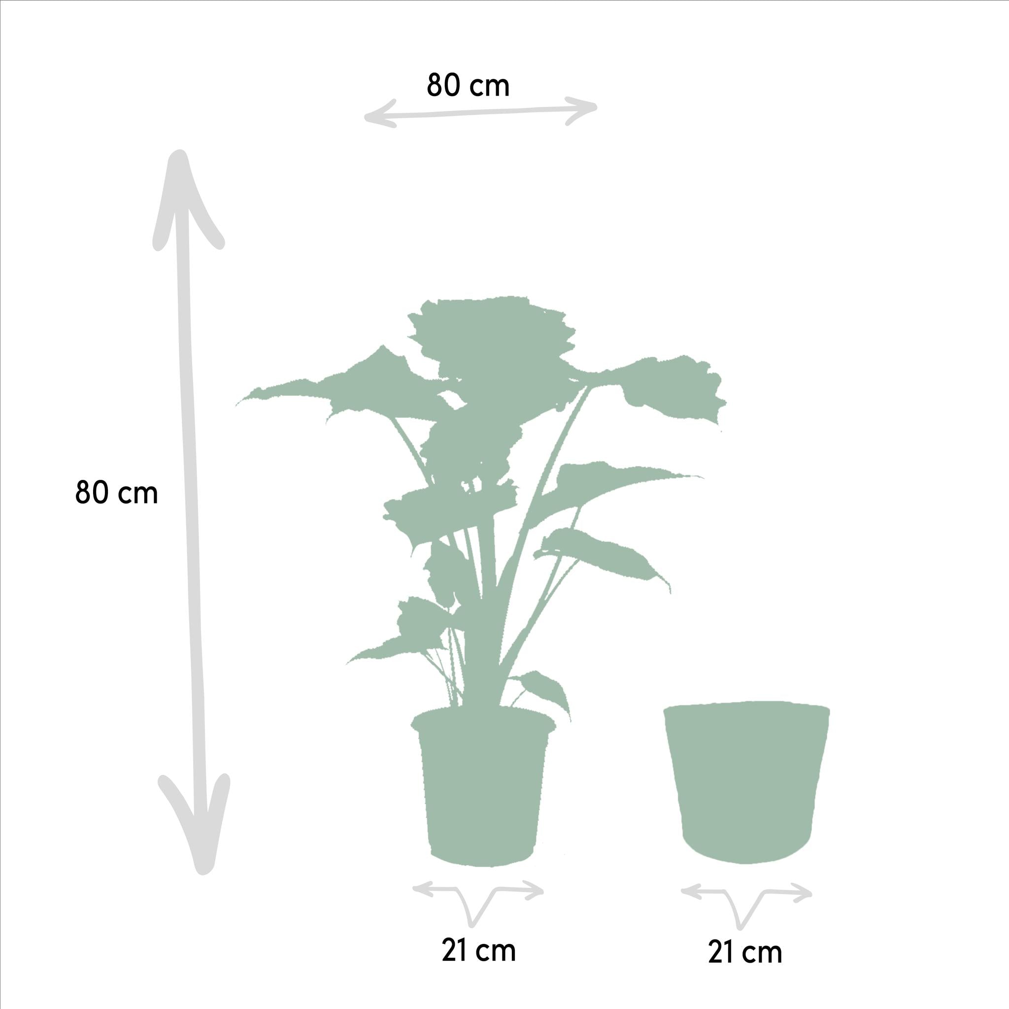 Elefantenohr Mix - Alocasia Wentii - Ø19cm - ↕60cm + Alocasia Portodora - Ø19cm - ↕75cm + Korb Selin