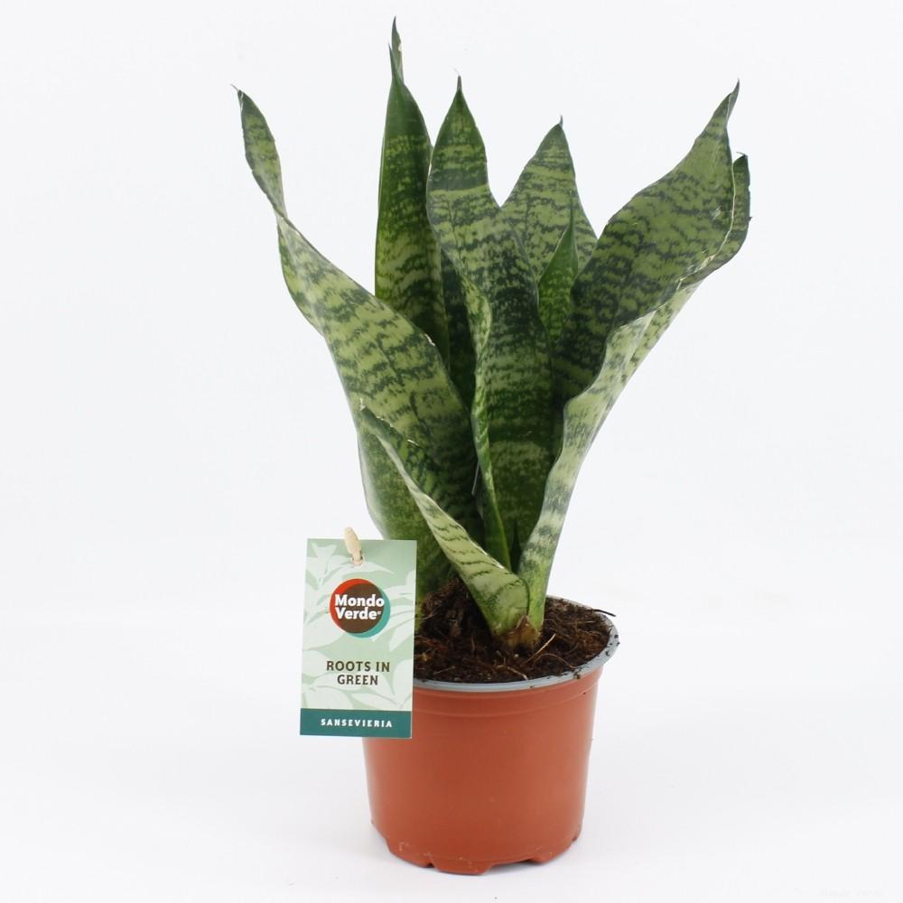 Sansevieria Zwart Koraal - Ø12cm - ↕35cm