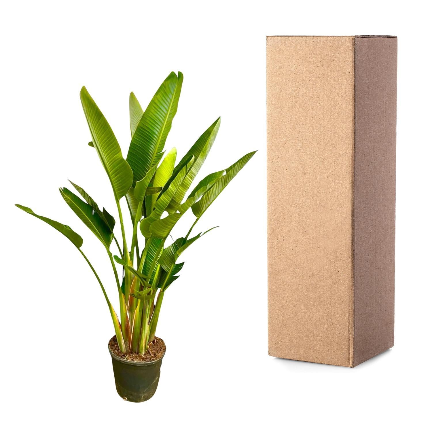 Strelitzia Augusta multi stamm XXL - 225 cm - ø40