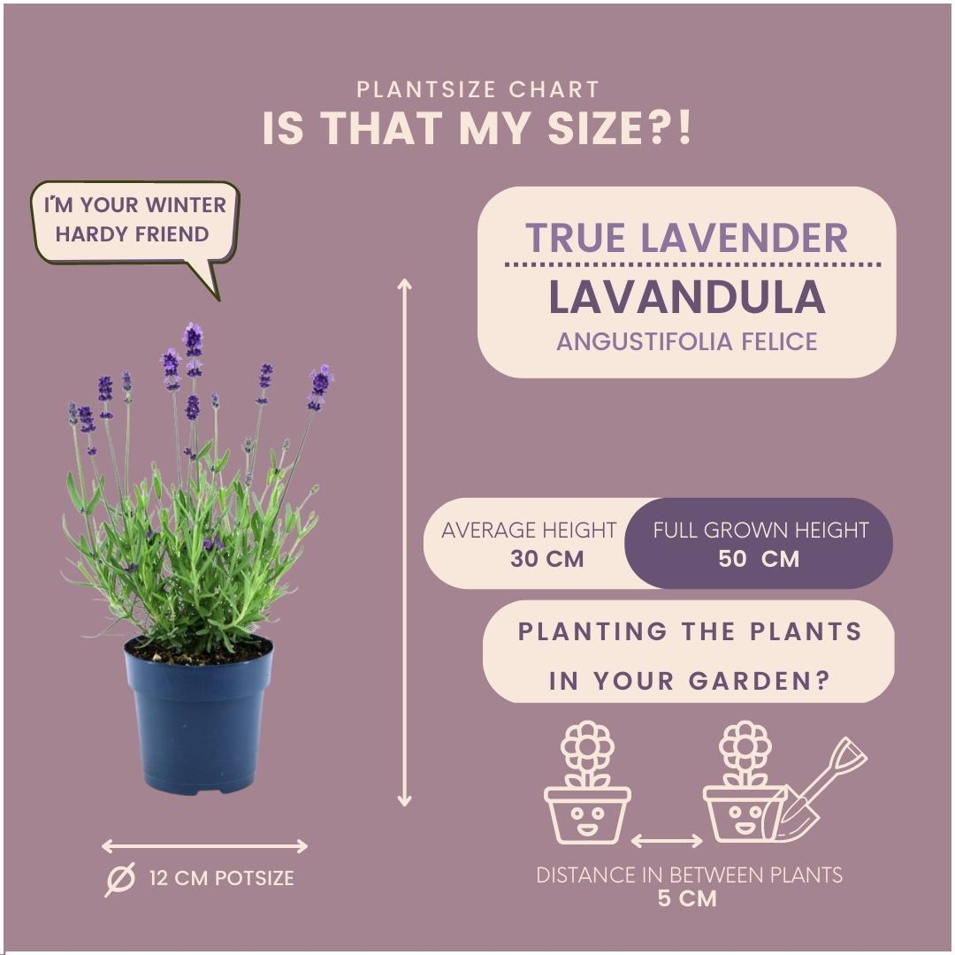 Lavandula angustifolia Felice® - 12 cm Topf - Set mit 24 echten Lavendelpflanzen