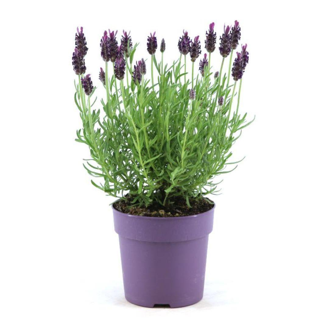 Lavendel - Lavandula Stoechas Anouk® - 12 cm Topf   6 Stück