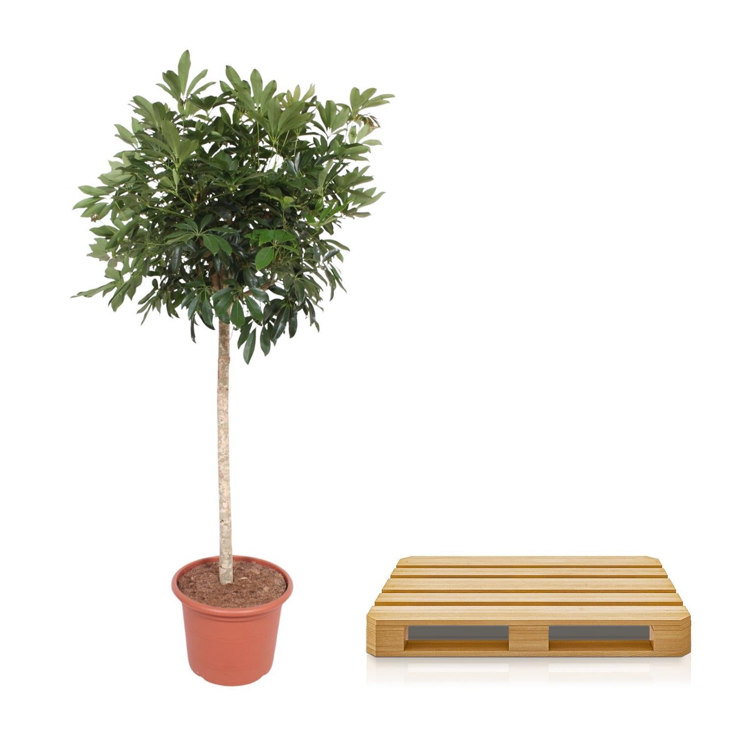 Schefflera Arboricola Compacta giek - 190 cm - ø45