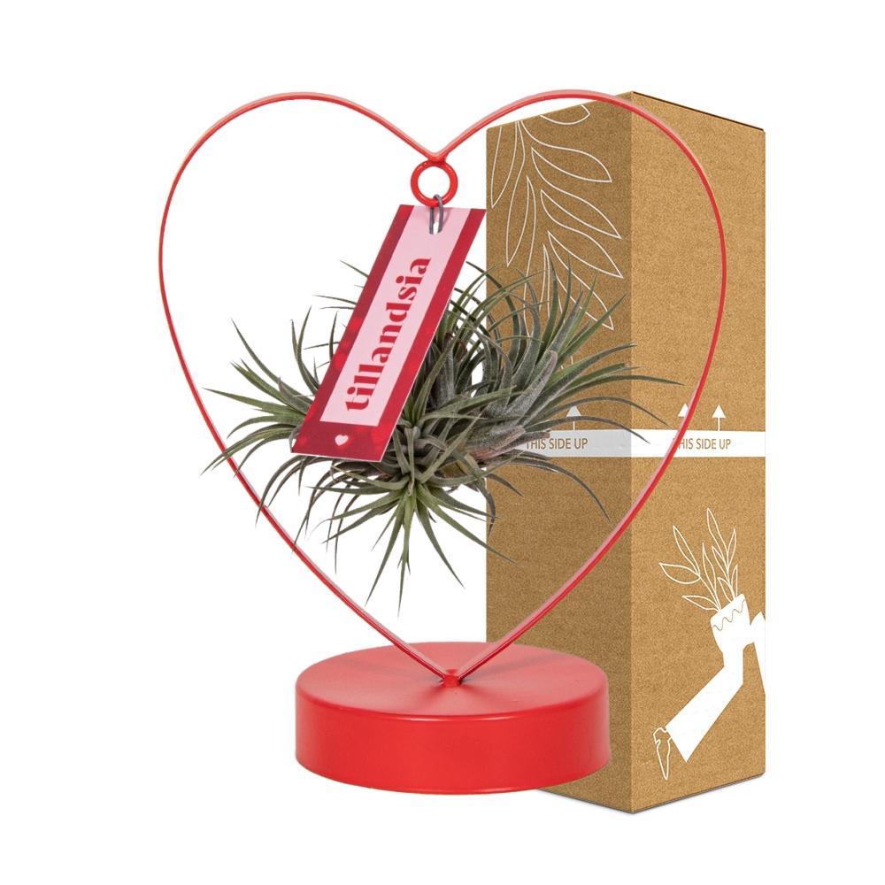 Bromelie-Luftpflanze - Tillandsia Ionantha Silver im Herzgestell - Ø10,5cm - ↕23cm