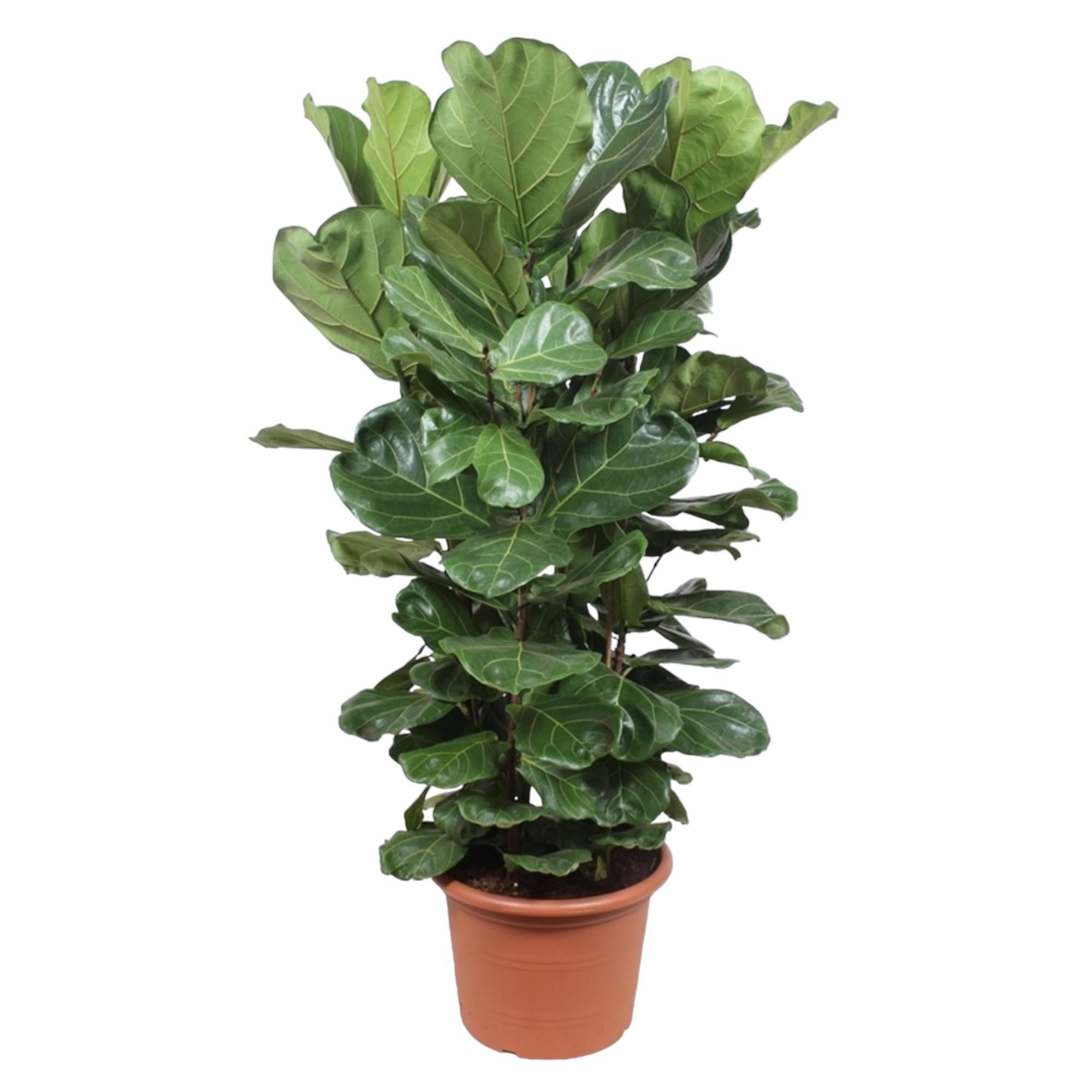 Geigenfeige - Ficus Lyrata Strauch XL - 180 cm - ø45