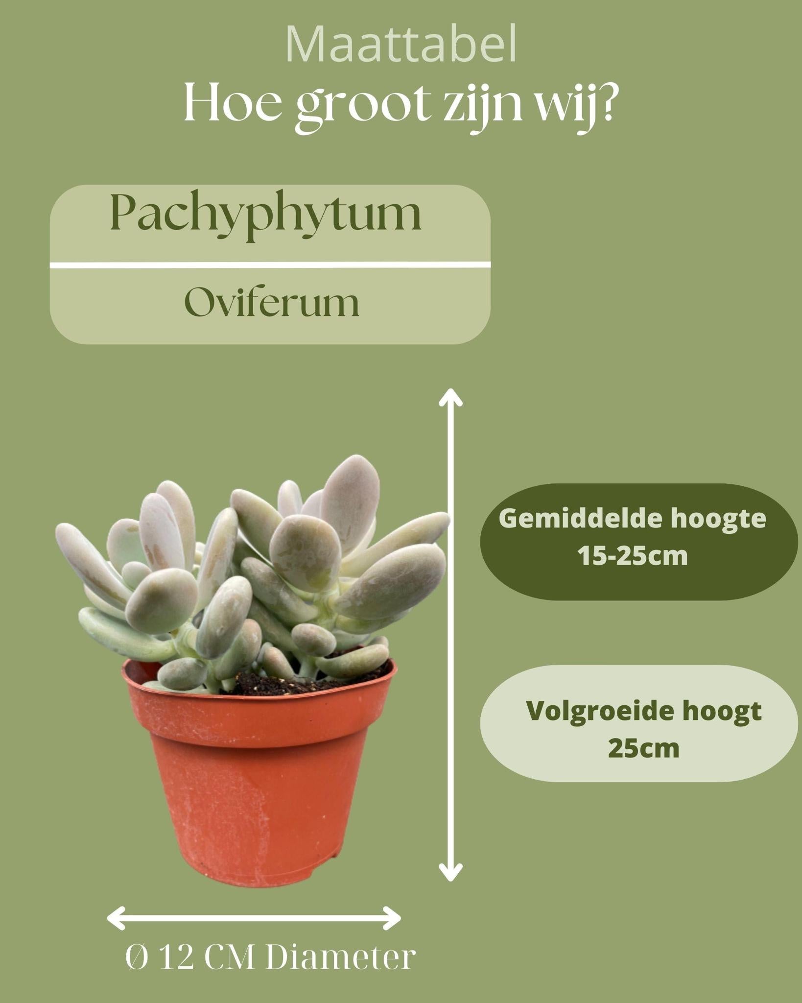 Sukkulenten Set - Pachyphytum Oviferum - 12cmØ- 15-20cm