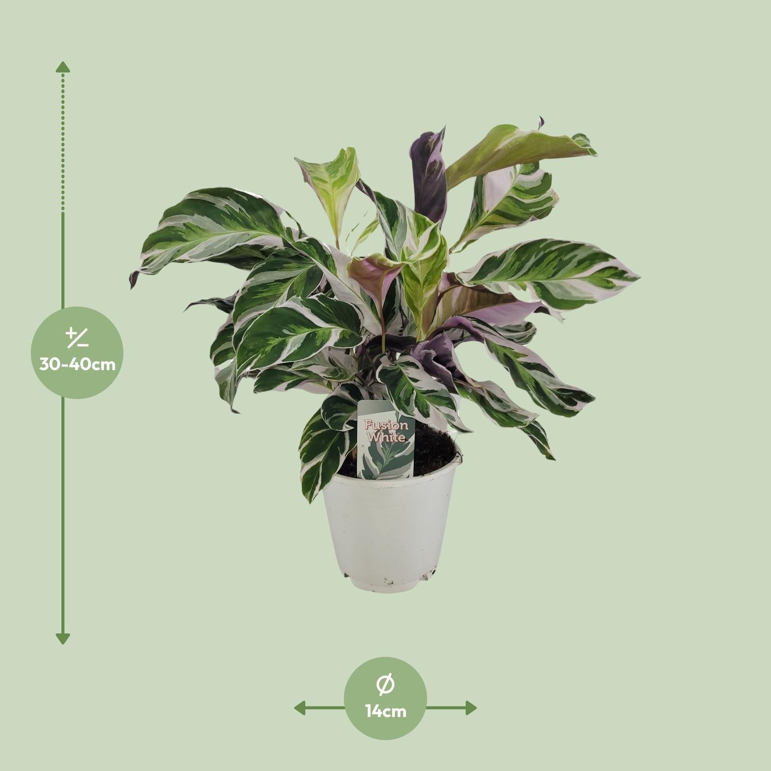 Calathea Wit Fusion Ø14cm - ↕14cm