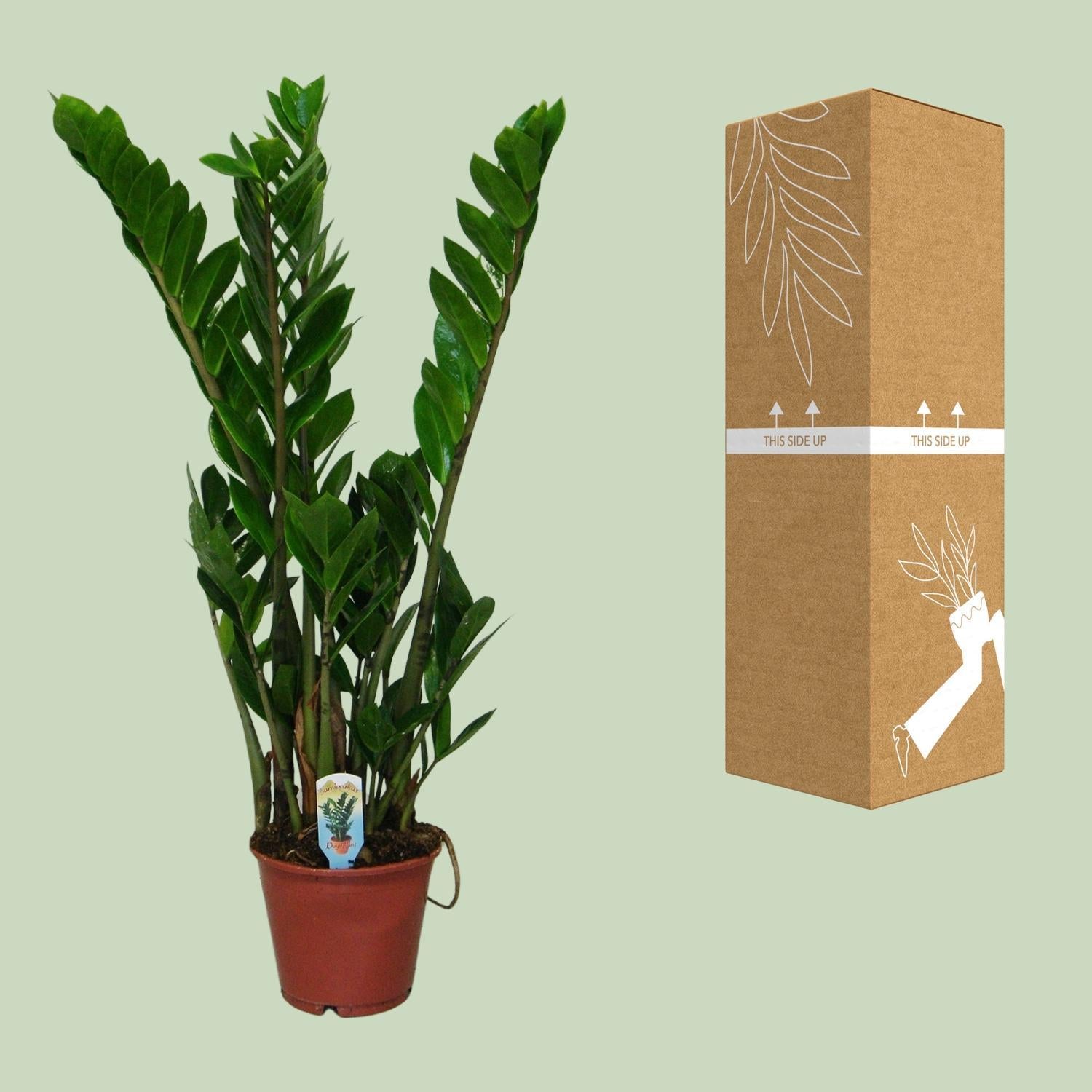 Smaragdpalme - Glücksfeder - Zamioculcas Zamiifolia - Ø14cm - ↕50cm