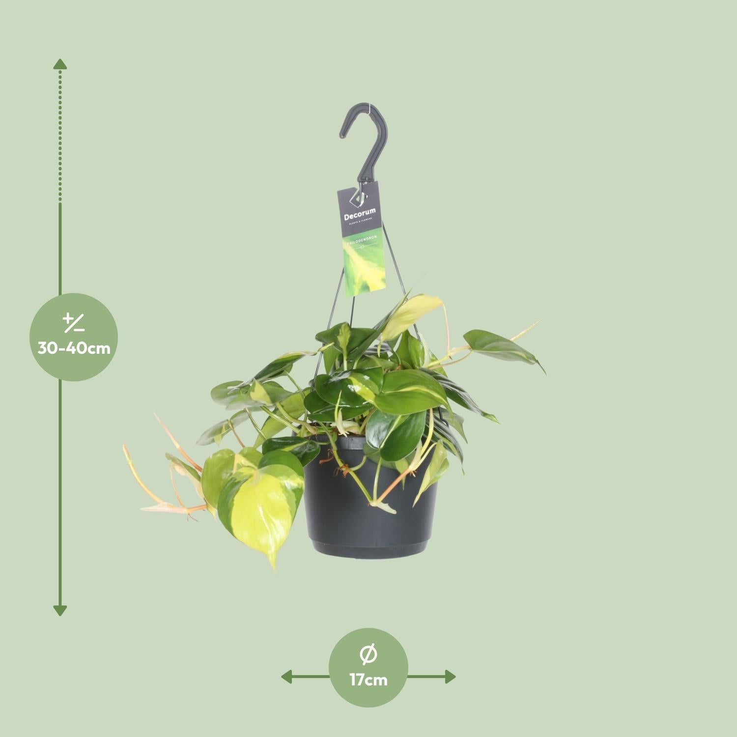 Philodendron Scandens Brasil - Ø17cm - ↕35cm