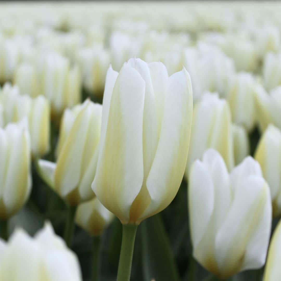 Tulpe Purissima auch Weiße Kaiserkrone - 15 Blumenzwiebeln - Größe 12+