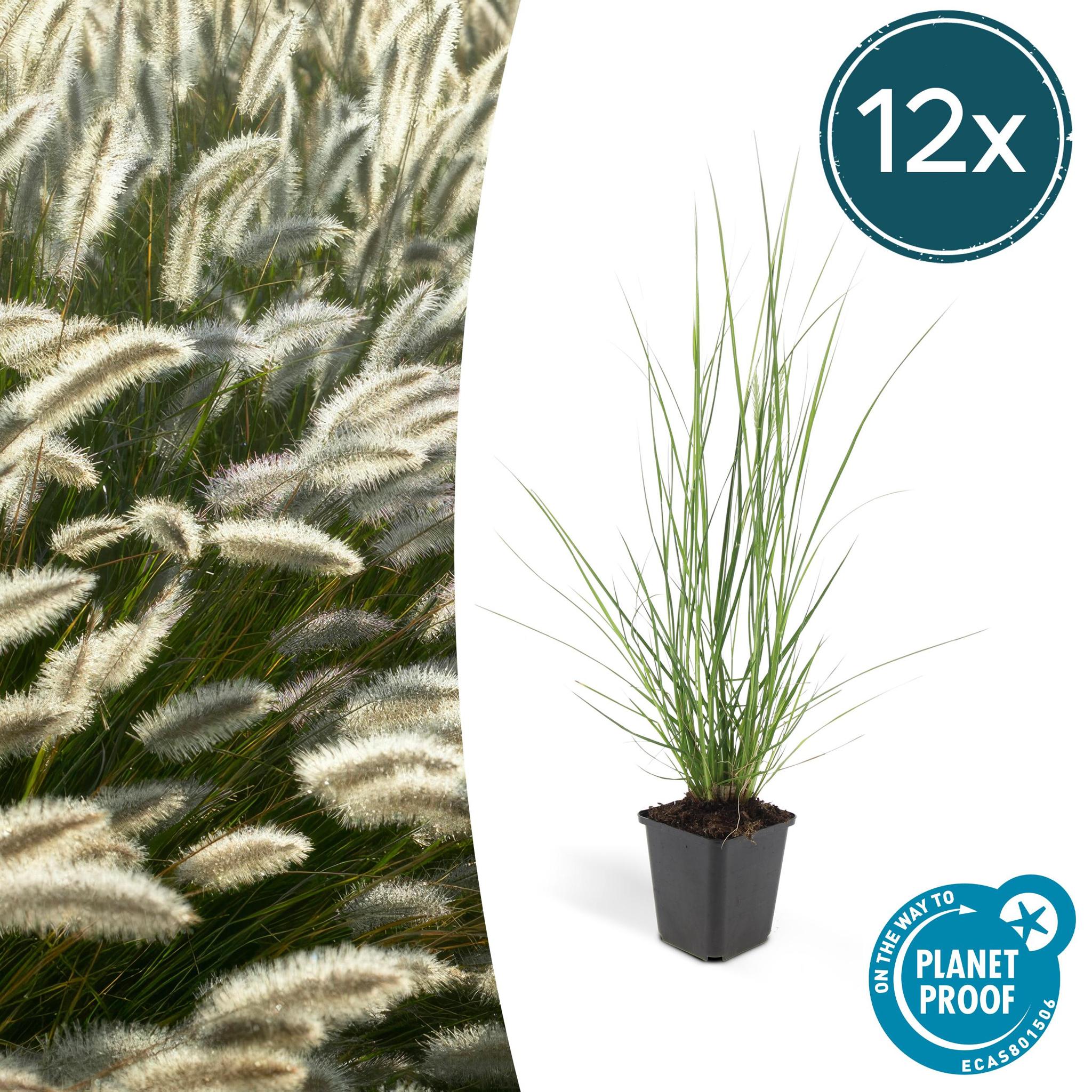 Ziergras - Pennisetum alopecuroides 'Hameln' - ↕10-25cm - Ø9cm - 12x