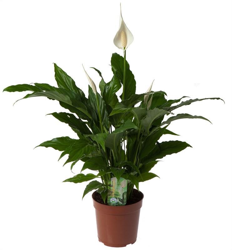 Friedenslilie - Spathiphyllum 'Sweet Chico' - Ø17cm - ↕60cm