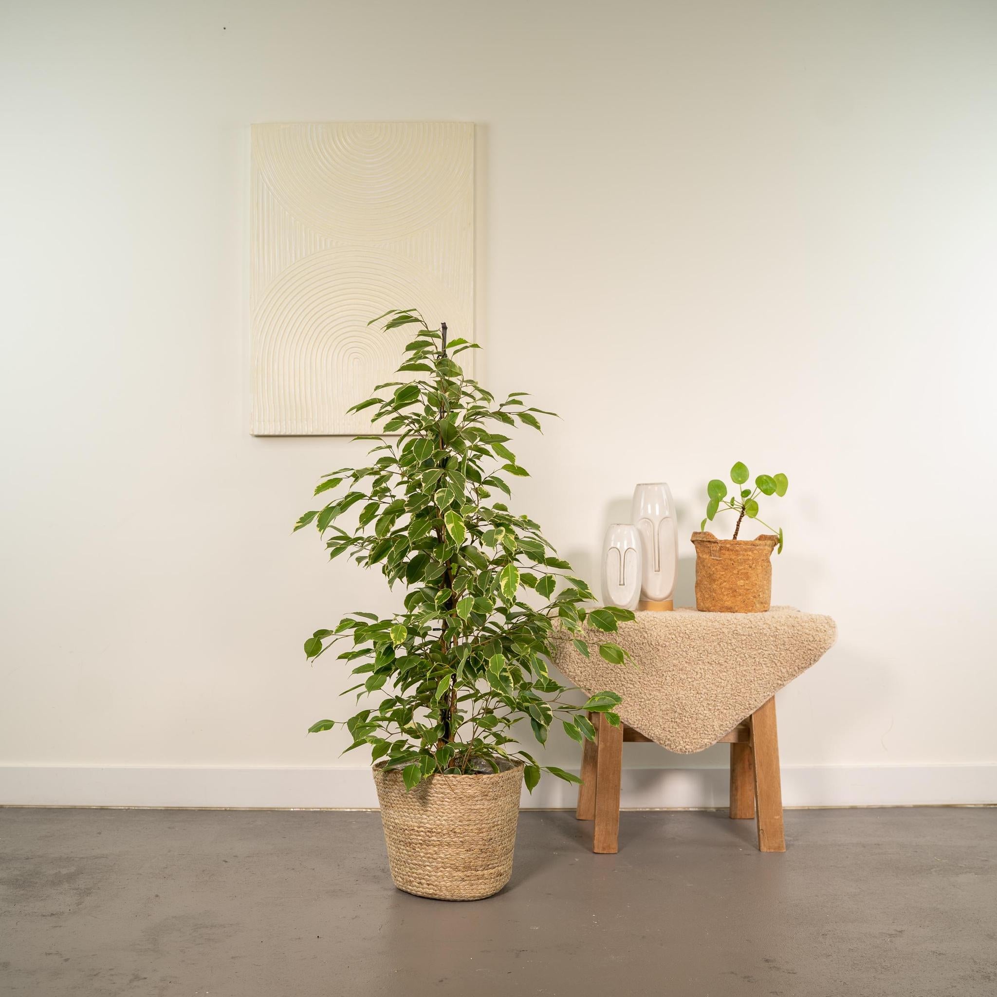 Birkenfeige - Ficus benjamina Goldenking - Ø21cm - ↕95cm + Korb Selin