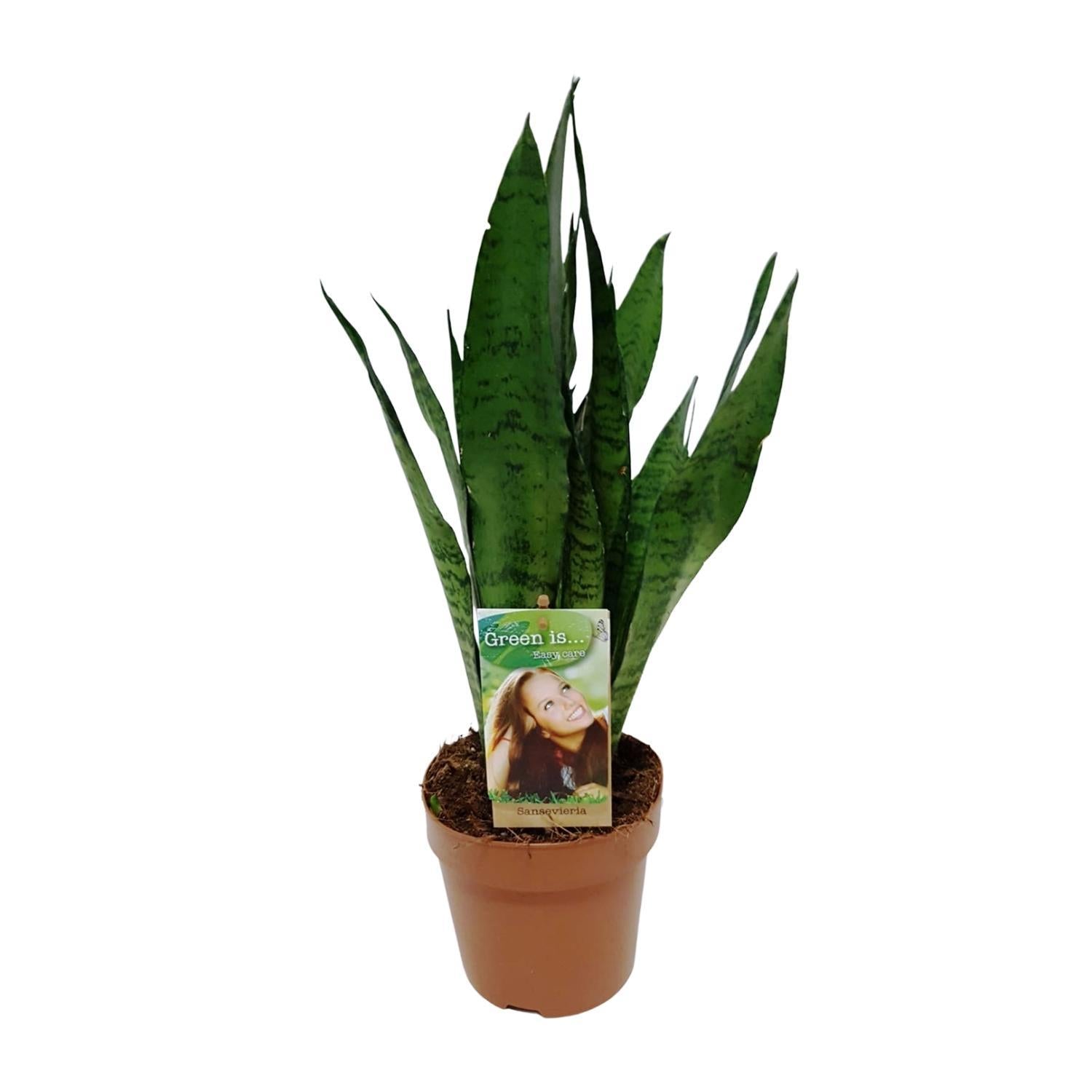 Ceylon Bogenhanf - Sansevieria Zeylanica - Ø17cm - ↕60cm