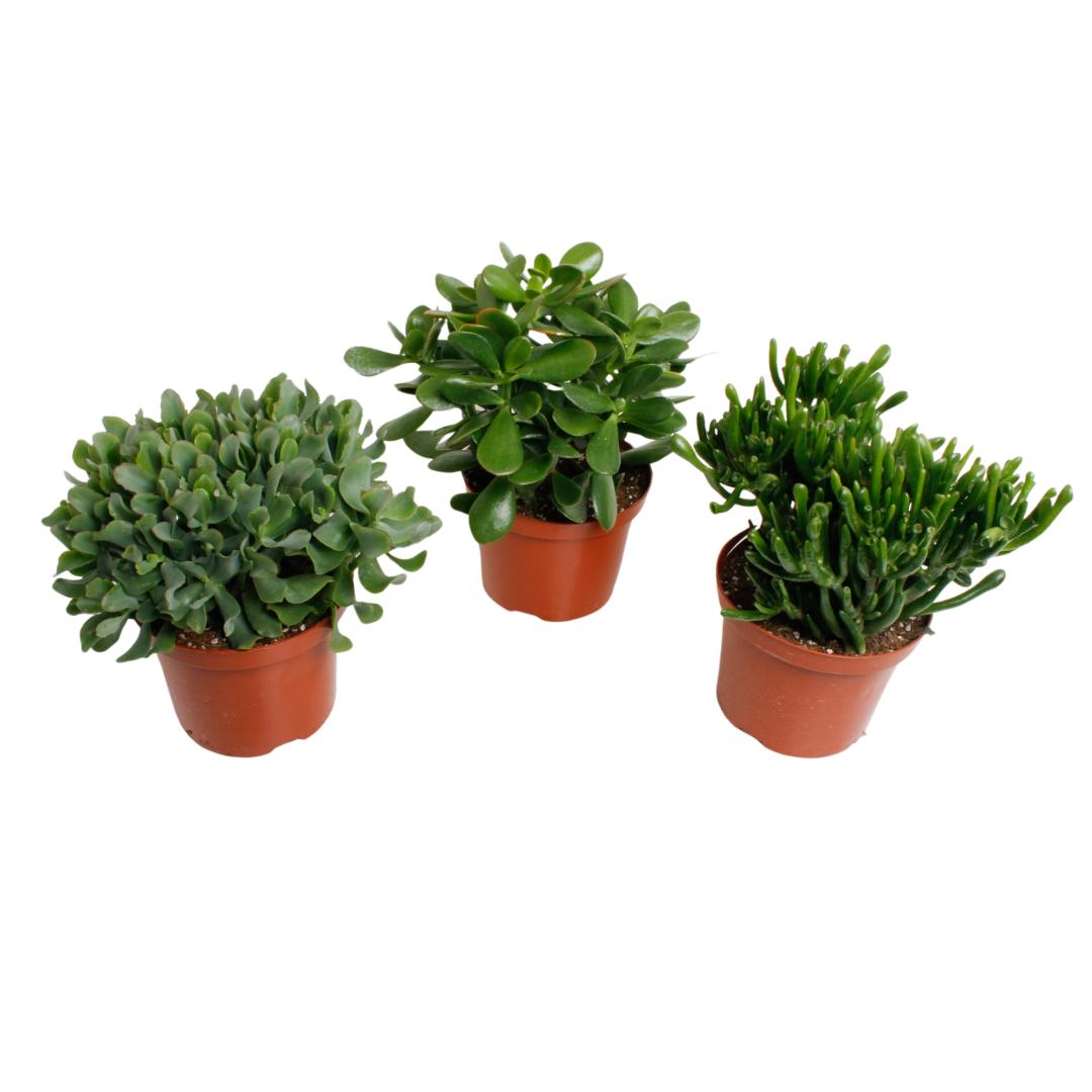 Gummibaum Mix - Crassula Mix - Geldbaum, Jadepflanze - Ø17cm - ↕35cm     3 Stück