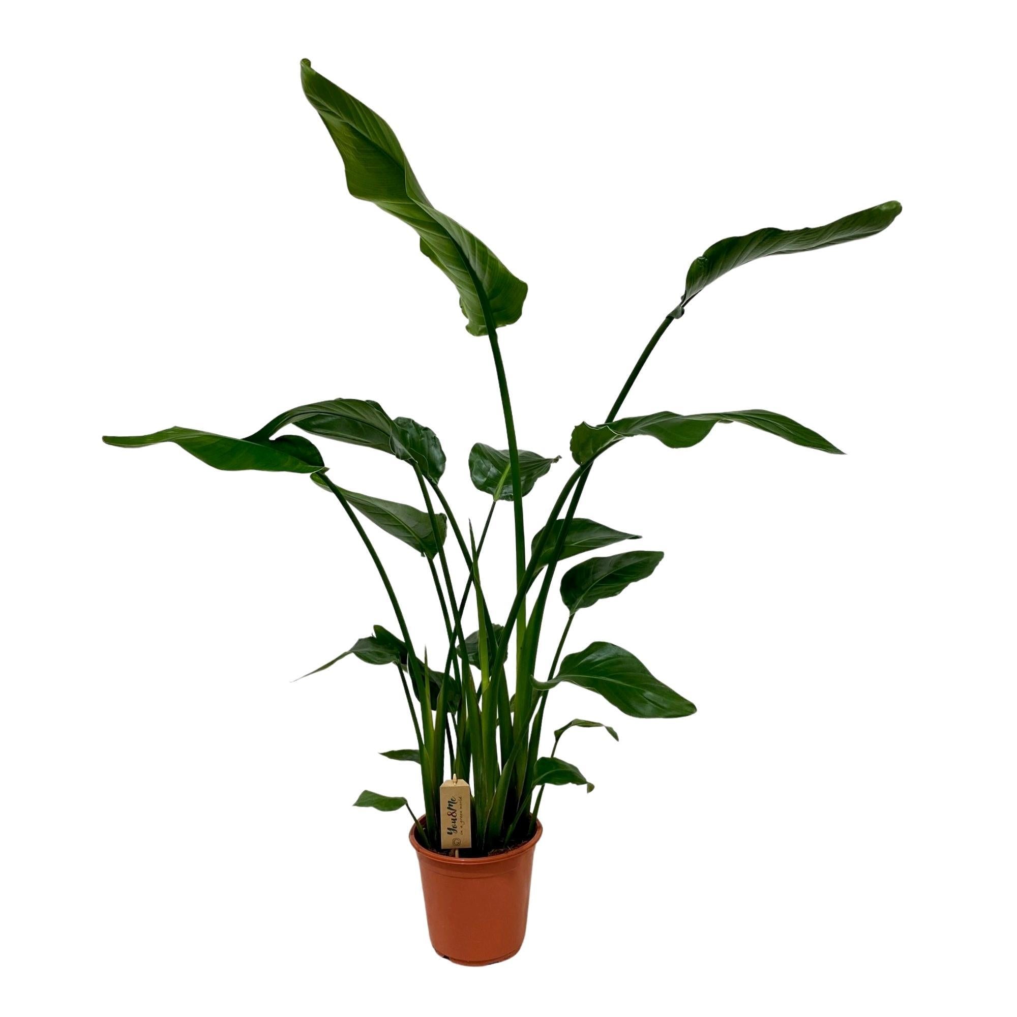 Paradiesvogelblume - Strelitzia Nicolai - Ø21cm - ↕120cm