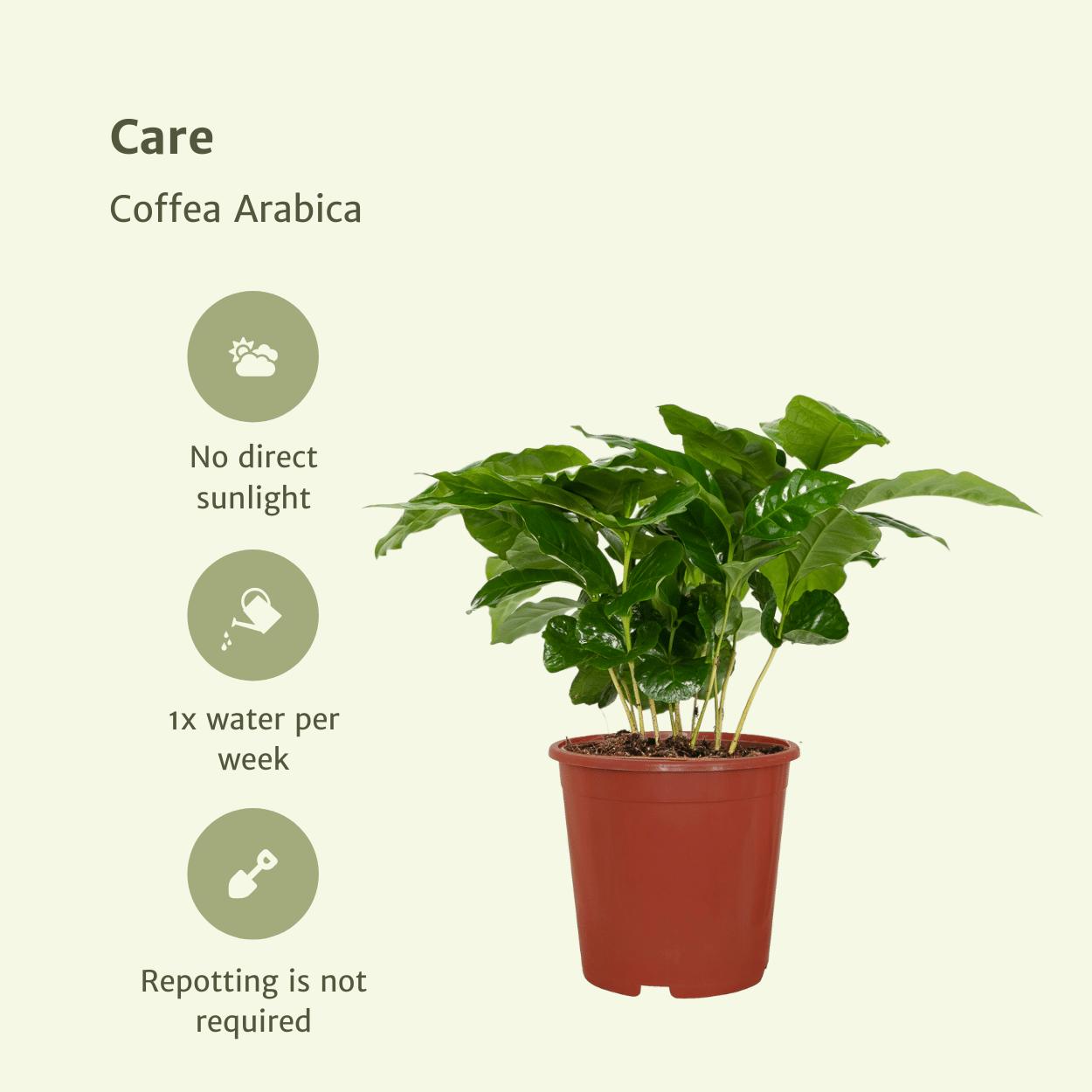 Coffea Arabica (koffieplant) - 2 stuks - Ø12cm - ↕25cm