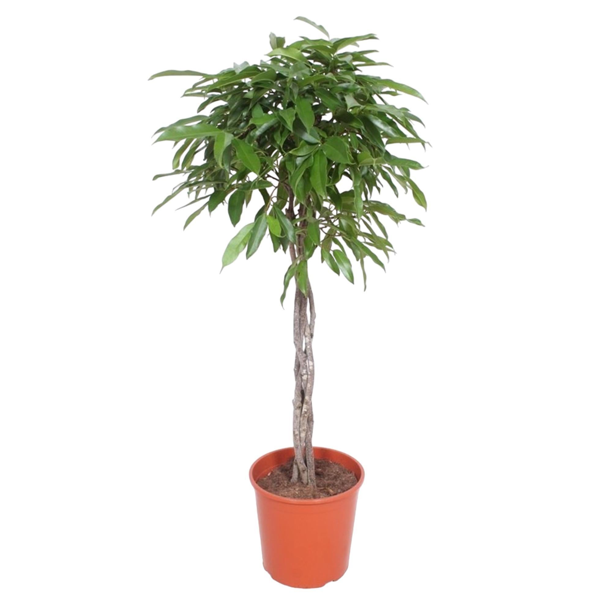 Gummibaum - Ficus Amstel King geflochtener Stamm - 150 cm - ø30