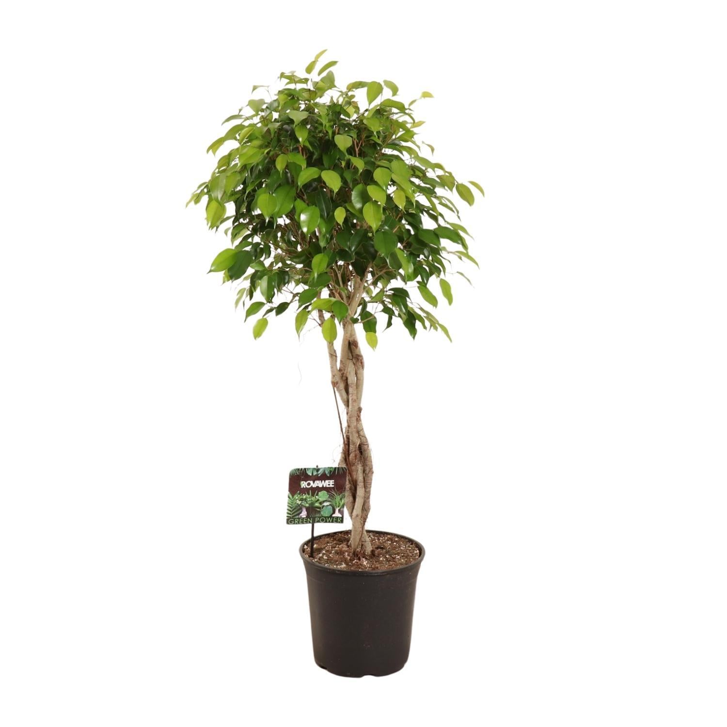 Birkenfeige - Ficus Benjamina Exotica verzeigt - Ø27cm - ↕120cm