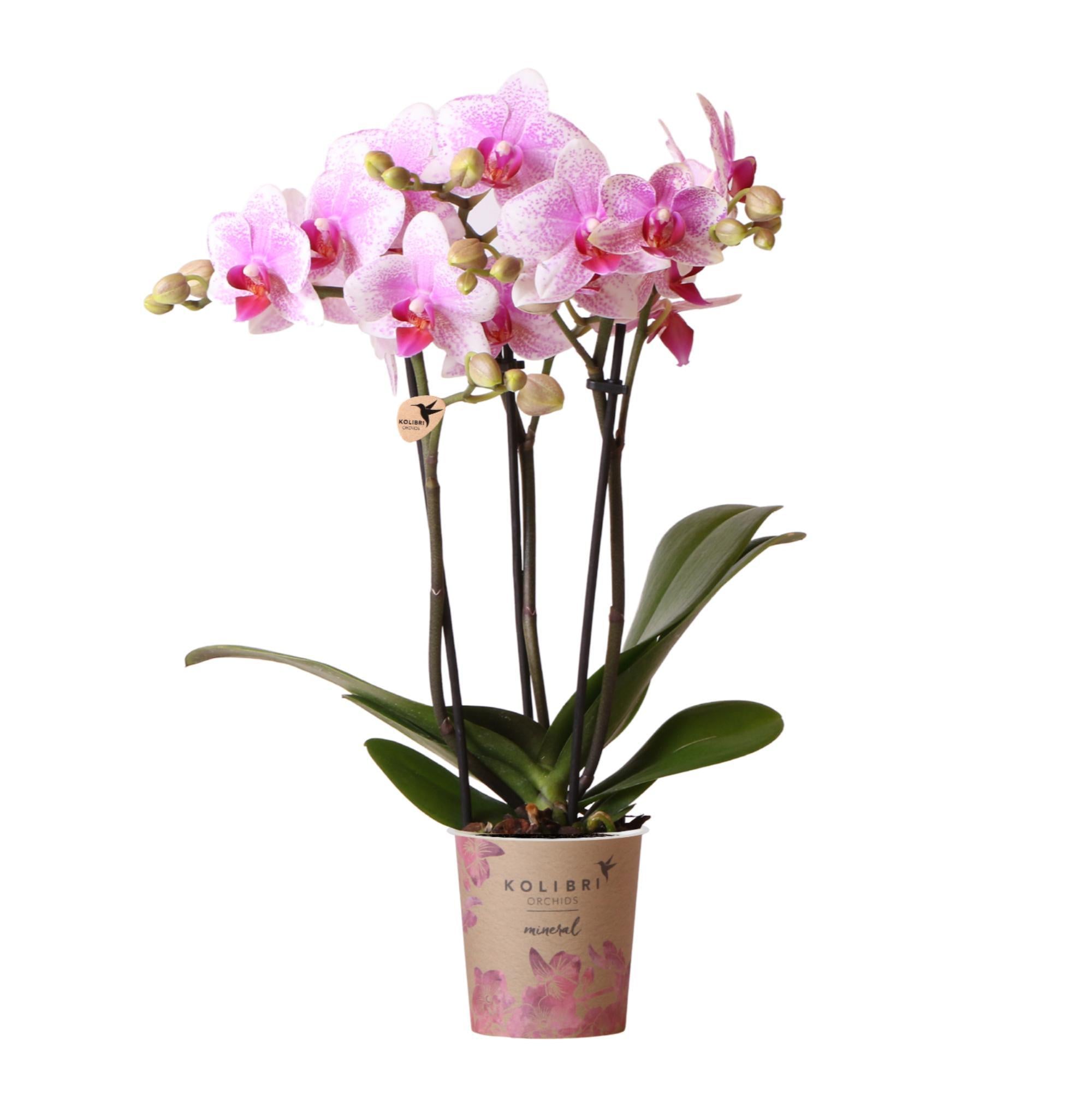 Kolibrie-orchideeën | Roze Phalaenopsis Orchidee - Mineraal Rotterdam - potmaat Ø9cm | bloeiende potplant - vers van de veredelaar