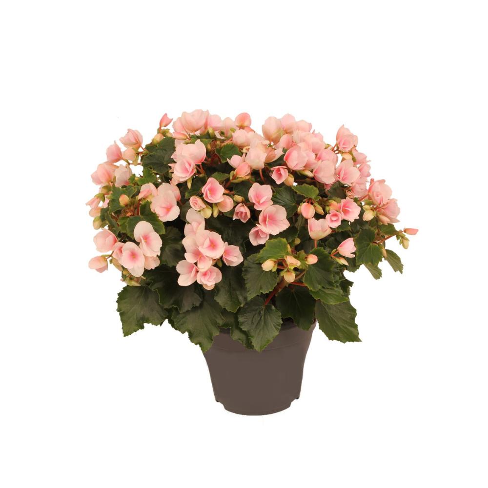 Betulia Licht 19cm Buiten Decorum - Ø19cm - ↕35cm