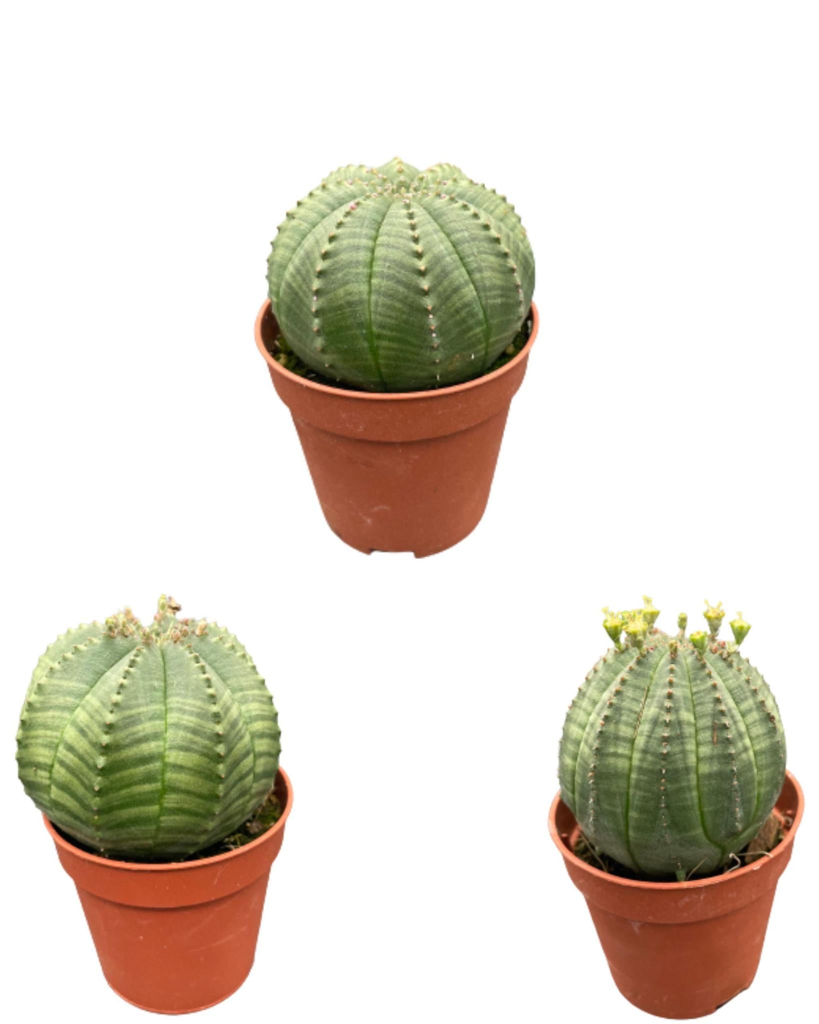 Baseballkaktus - Euphorbia obesa- 5.5cmØ- 6-9cm Höhe   3 Stück