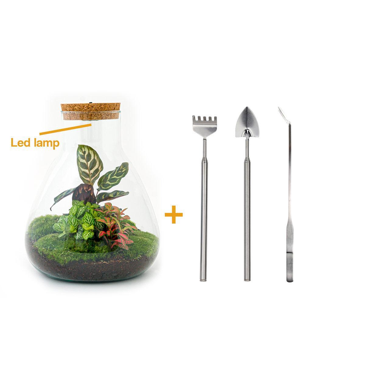 Flaschengarten - Sam Calathea mit Lampe - ↕ 30 cm - Rake + Shovel + Tweezer