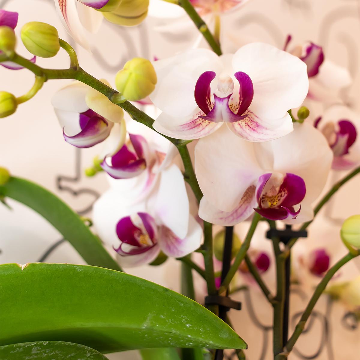 Kolibrie-orchideeën | Witte Phalaenopsis Orchidee - Mineraal Gibraltar - Potmaat Ø9cm | bloeiende kamerplant - vers van de veredelaar