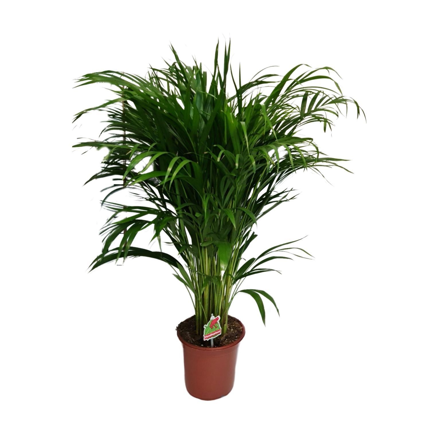 Arecapalme - Dypsis Lutescens - Ø21cm - ↕100cm