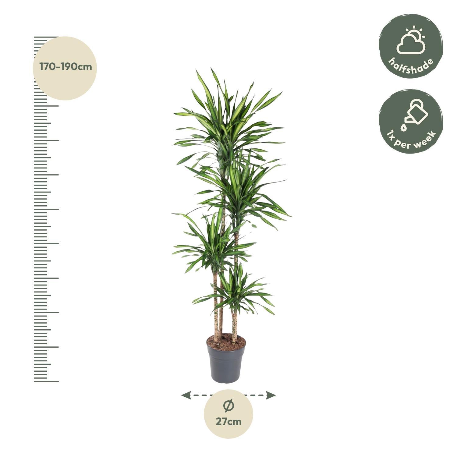 Drachenbaum Riki - Dracaena Riki - 180 cm - ø27