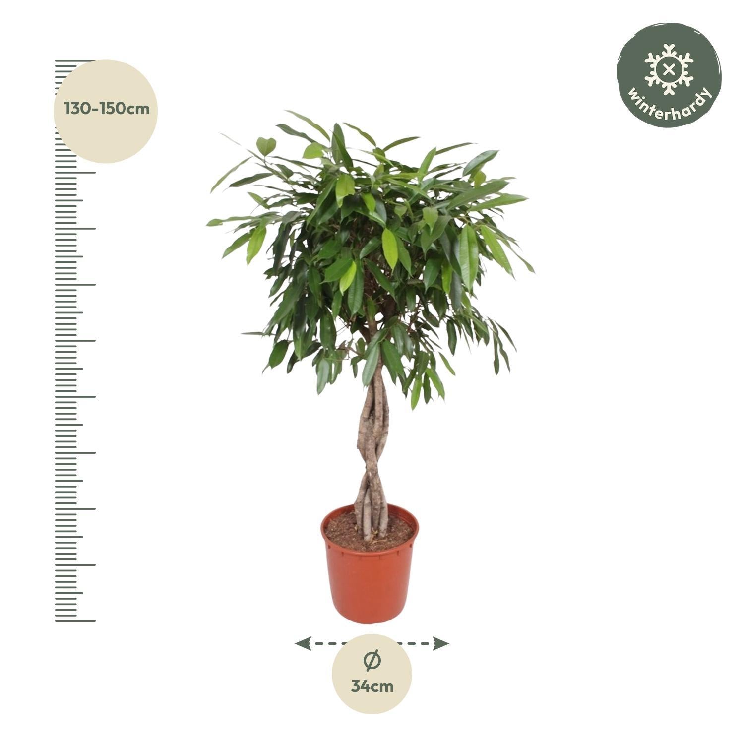 Gummibaum - Ficus Amstel King geflochtener Stamm - 140 cm - ø34