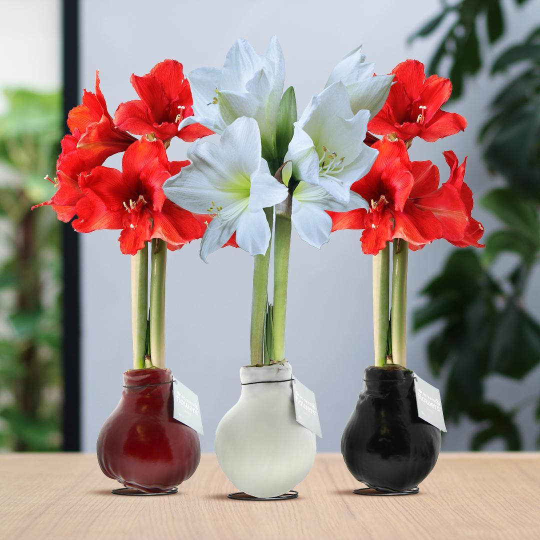 No Water Flowers® (wax amaryllis) | Waxz® Colours trio Mix (3 pack) + Red & White flower