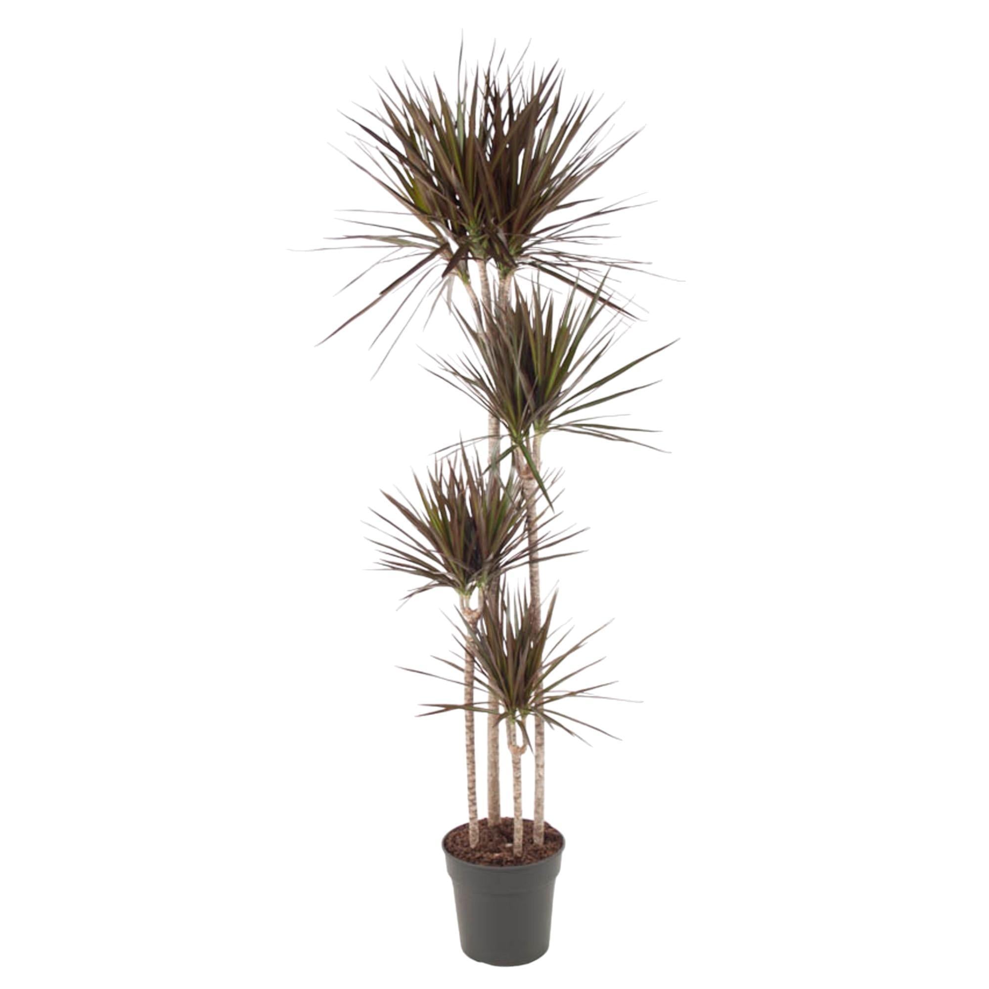 Drachenbaum Magenta - Dracaena Magenta - 180 cm - ø27