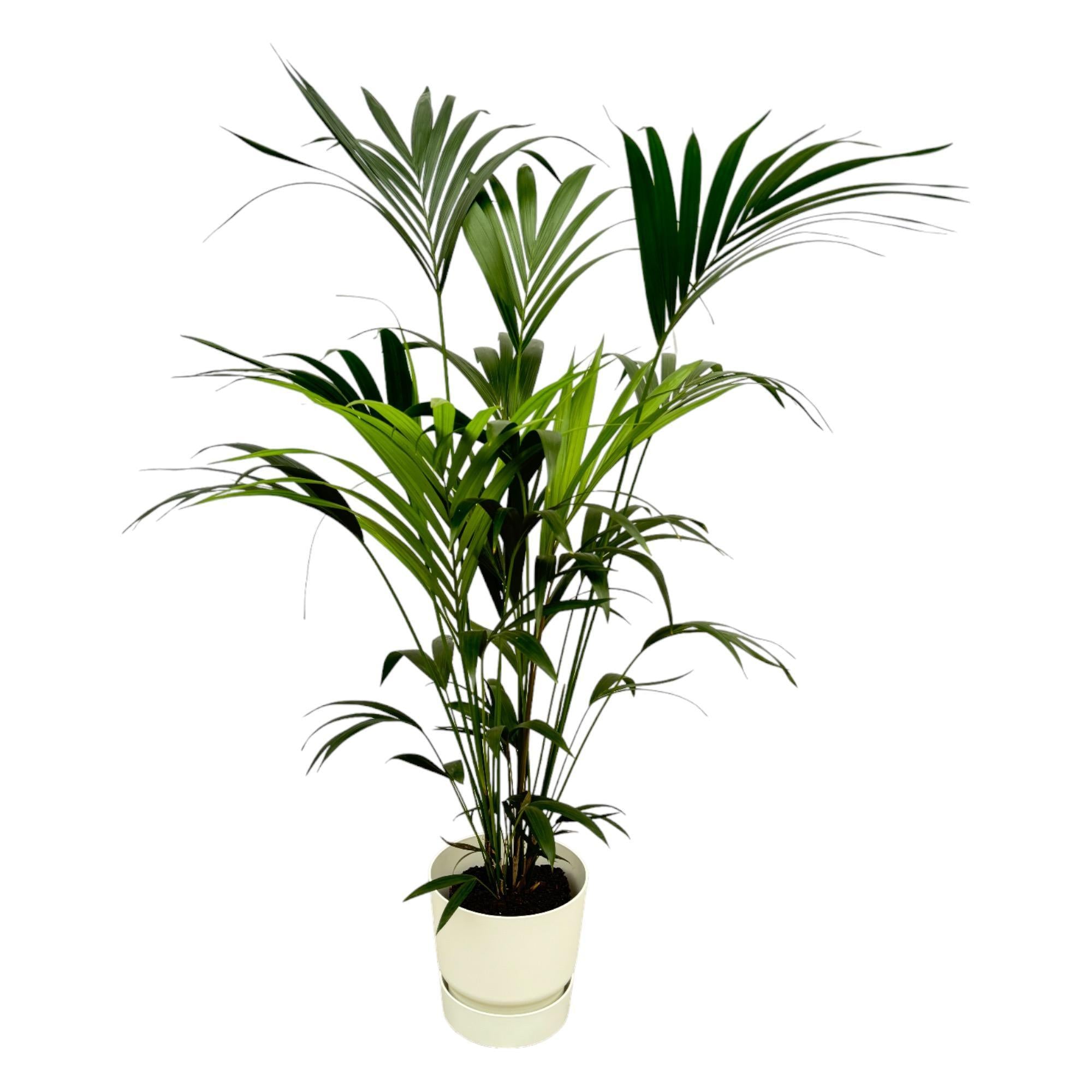 Kentia palm inclusief elho Greenville Round Topf weiß - 160cm - Ø30