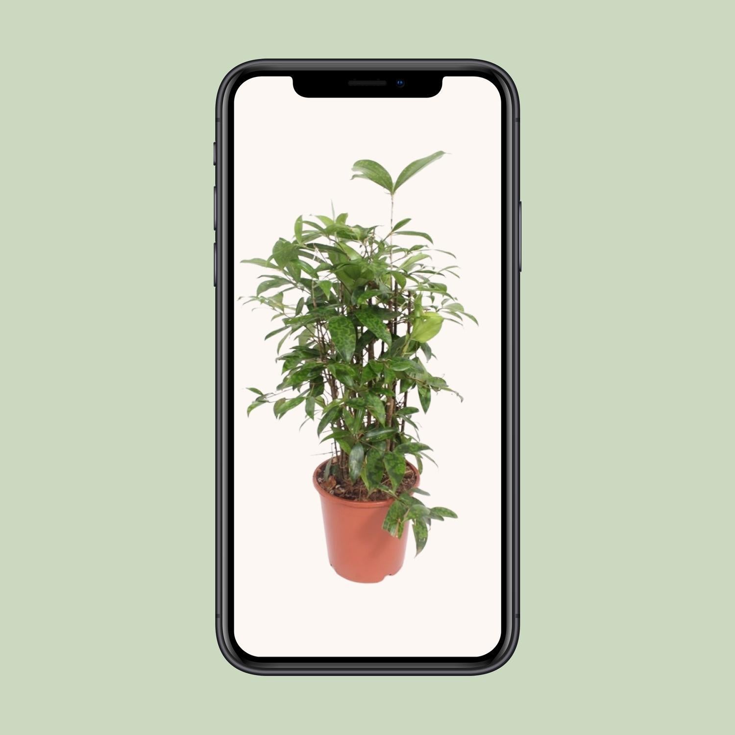 Japanischer Bambus Dracaena Surculosa - Ø21cm - ↕80cm