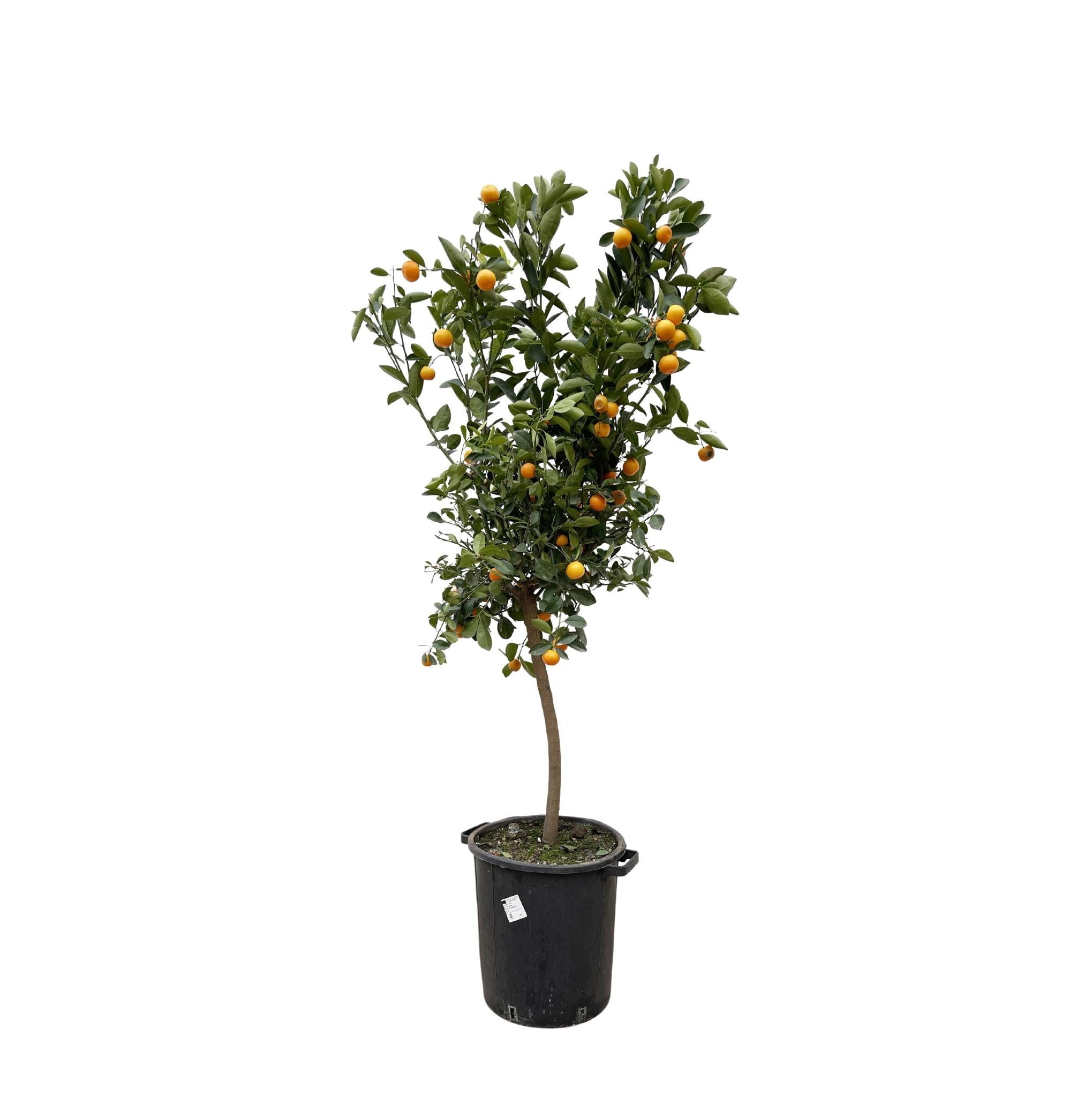 Orangenbaum Mini -Citrus Calamondin Orange - 200 cm - ø40