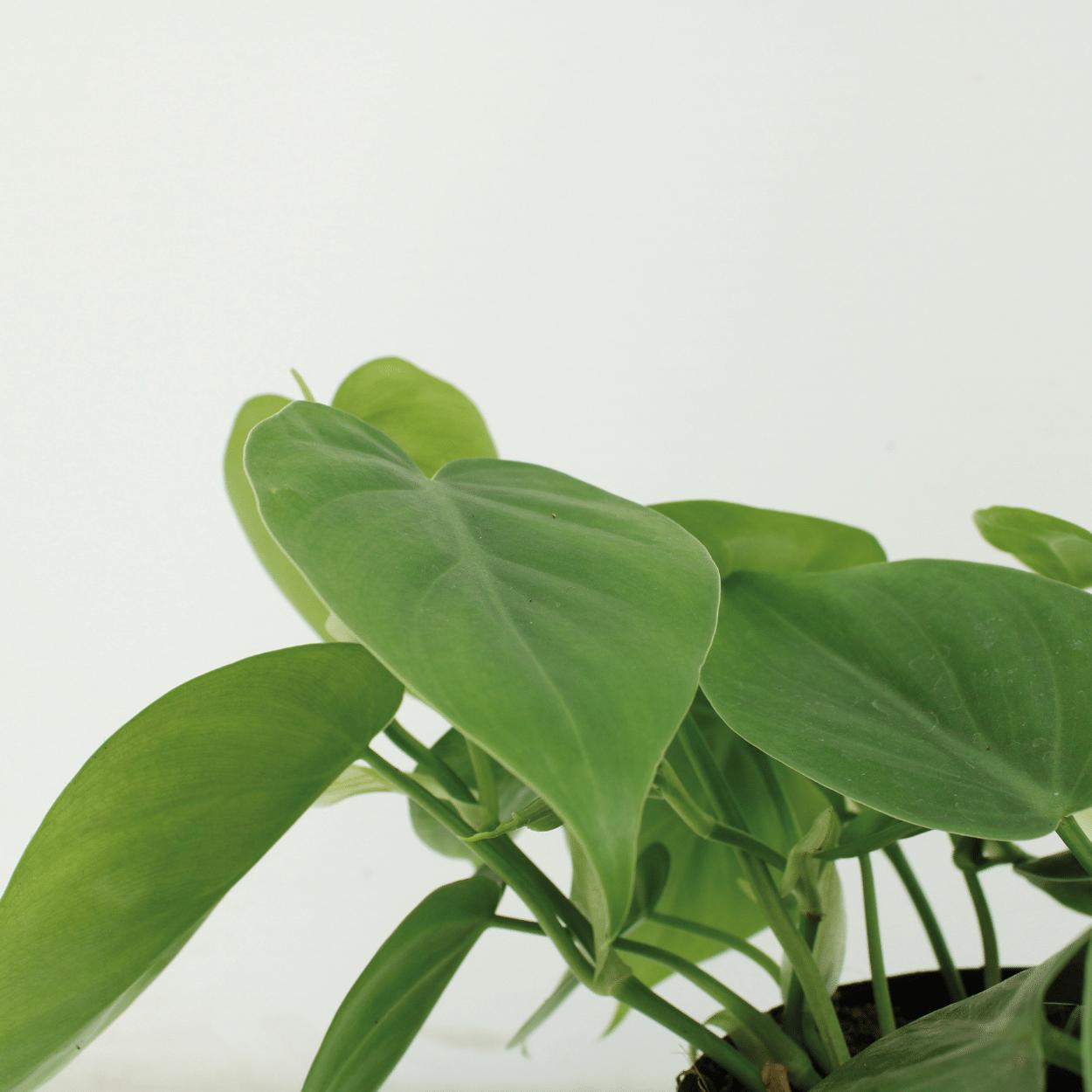 Philodendron Scandens 2 Stück - 5cm - ø12