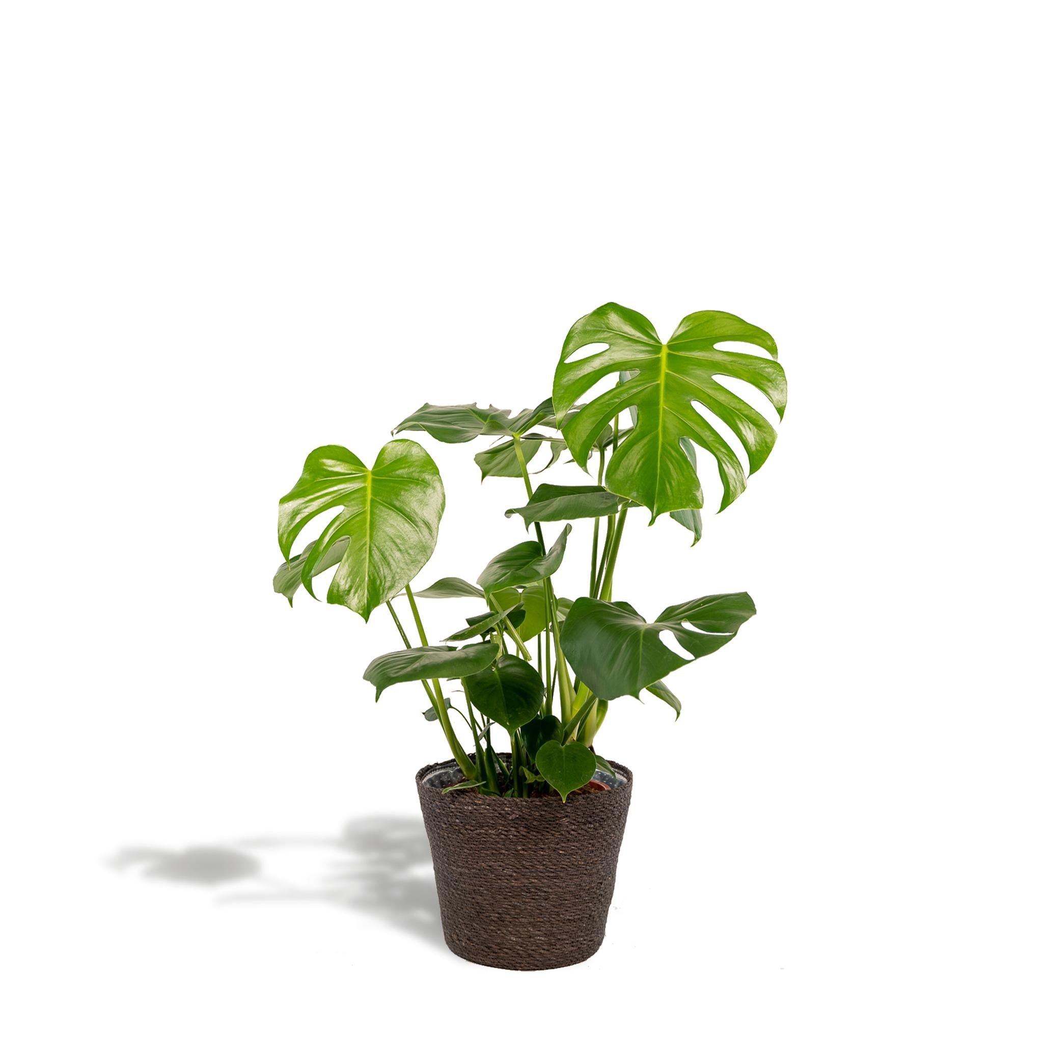 Monstera Deliciosa + Korb Igmar - ↨80cm - Ø21cm