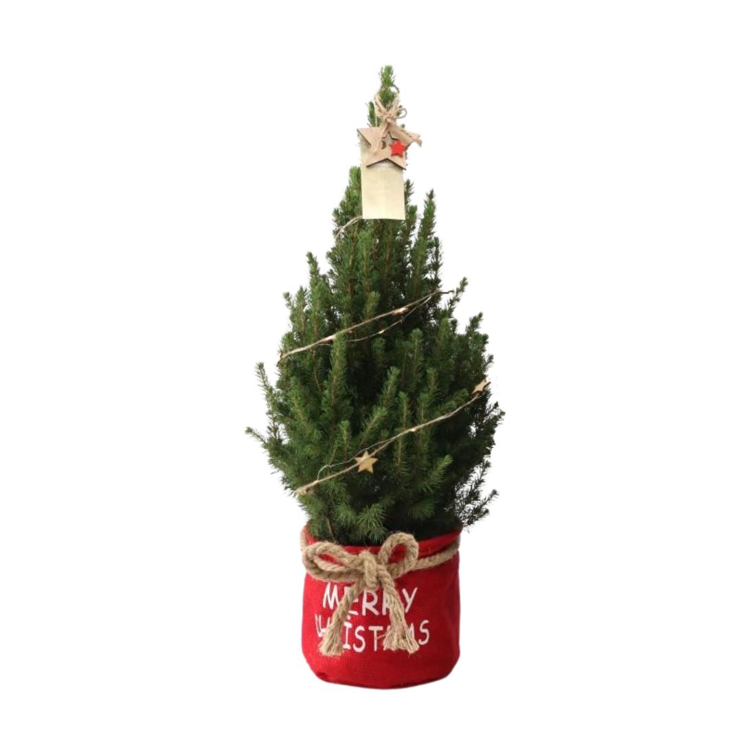 Kleiner Weihnachtsbaum in Xmas Sack rot - 70 cm - Picea Glauca Conica - inklusive Sternenbeleuchtung und Batterien