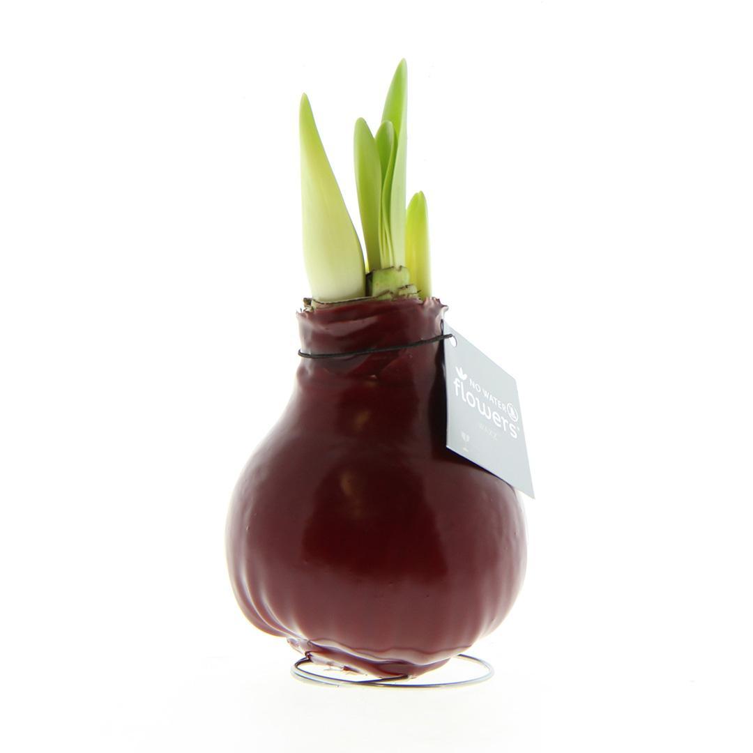 No Water Flowers® (wax amaryllis) | Waxz® Colours - Bordeaux + Red flower