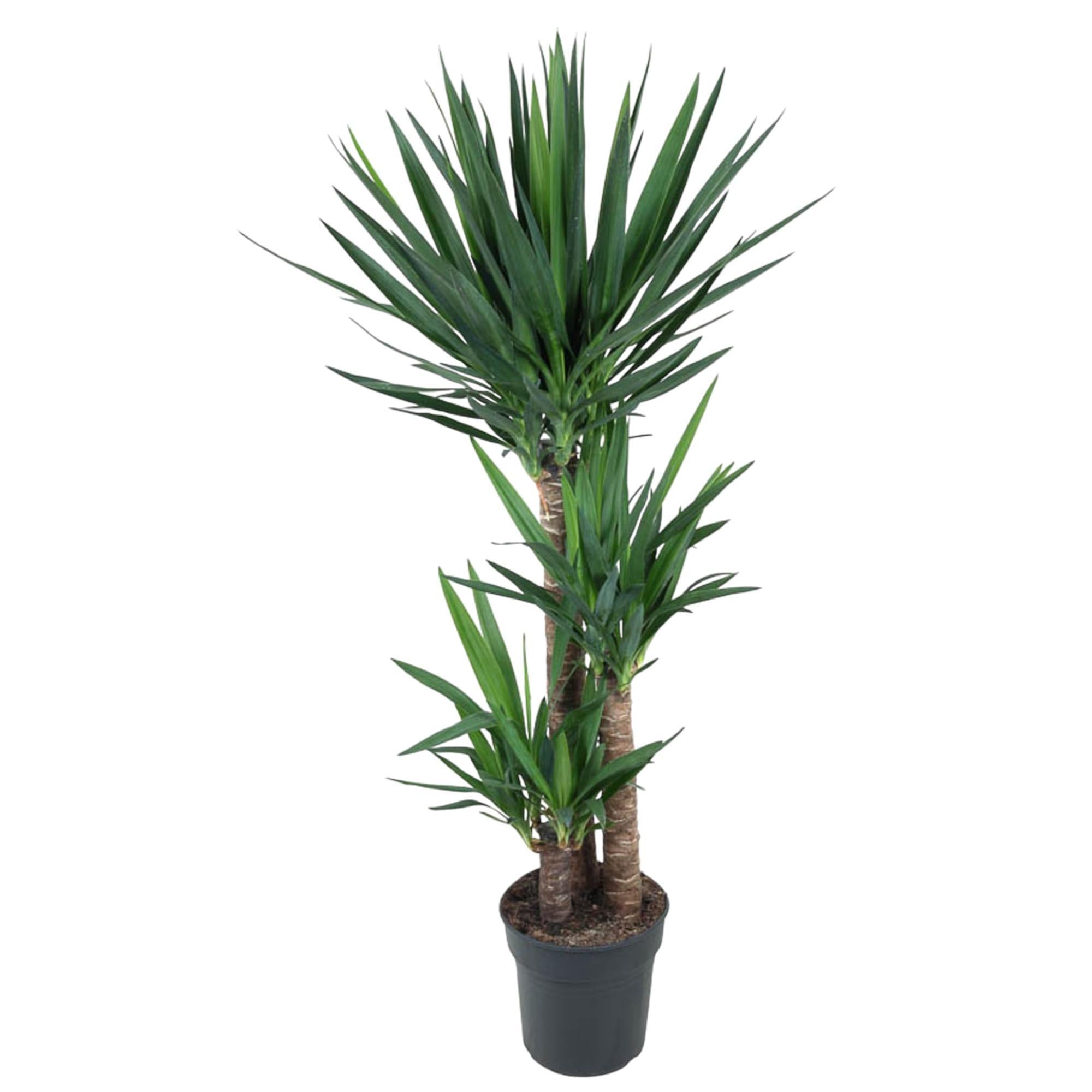 Yucca Olifantipe - 140 cm - ø27