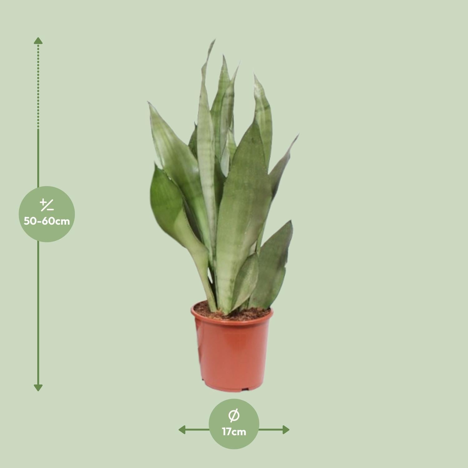 Sansevieria Maneschijn - Ø17cm - ↕60cm