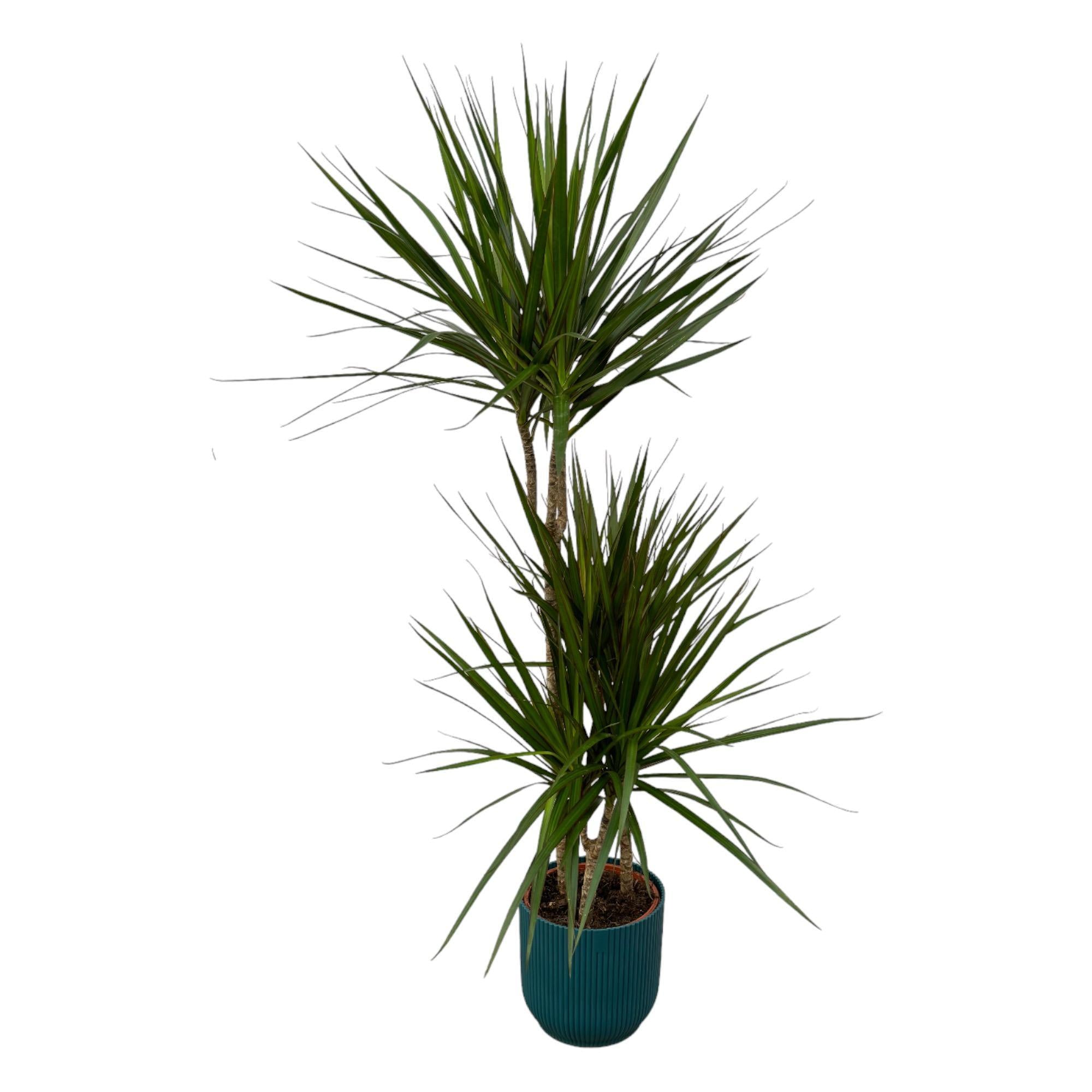 Drachenbaum Marginata - Dracaena Marginata - ↨120cm - Ø21cm inklusive elho Vibes Fold Round Topf blau D22xH20