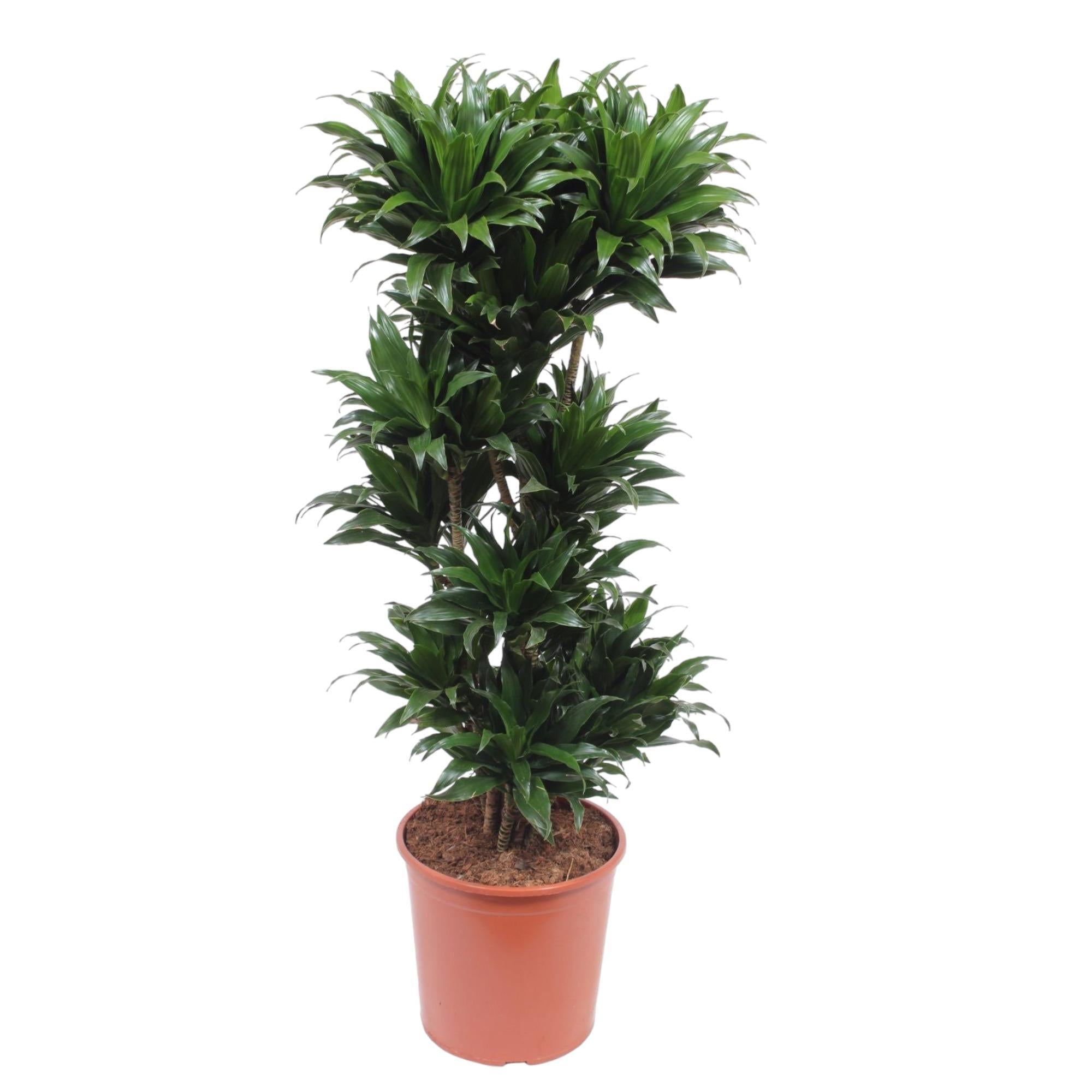 Drachenbaum Janet Craig Compacta - Dracaena Janet Craig Compacta - 140 cm - ø30