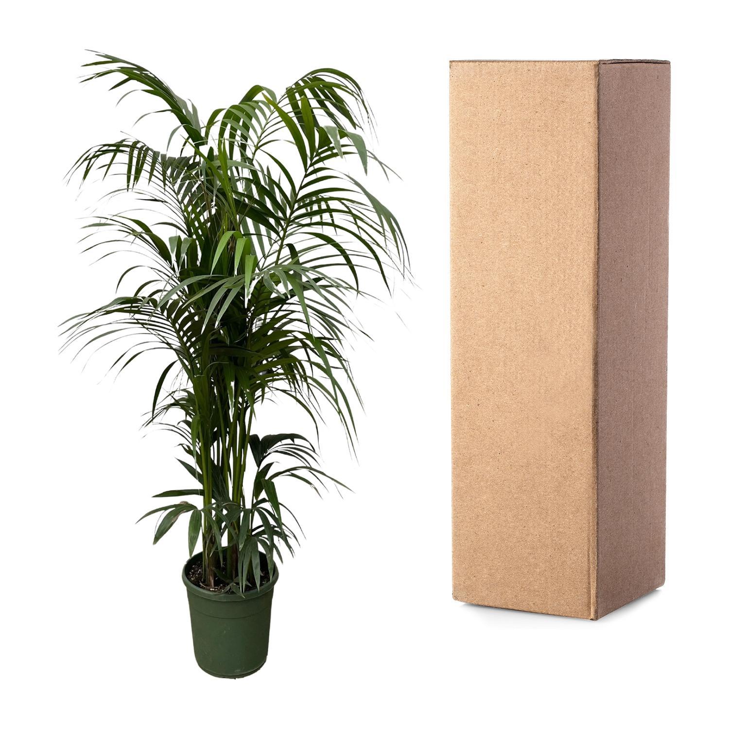 Kentia palm - 230 cm - ø38