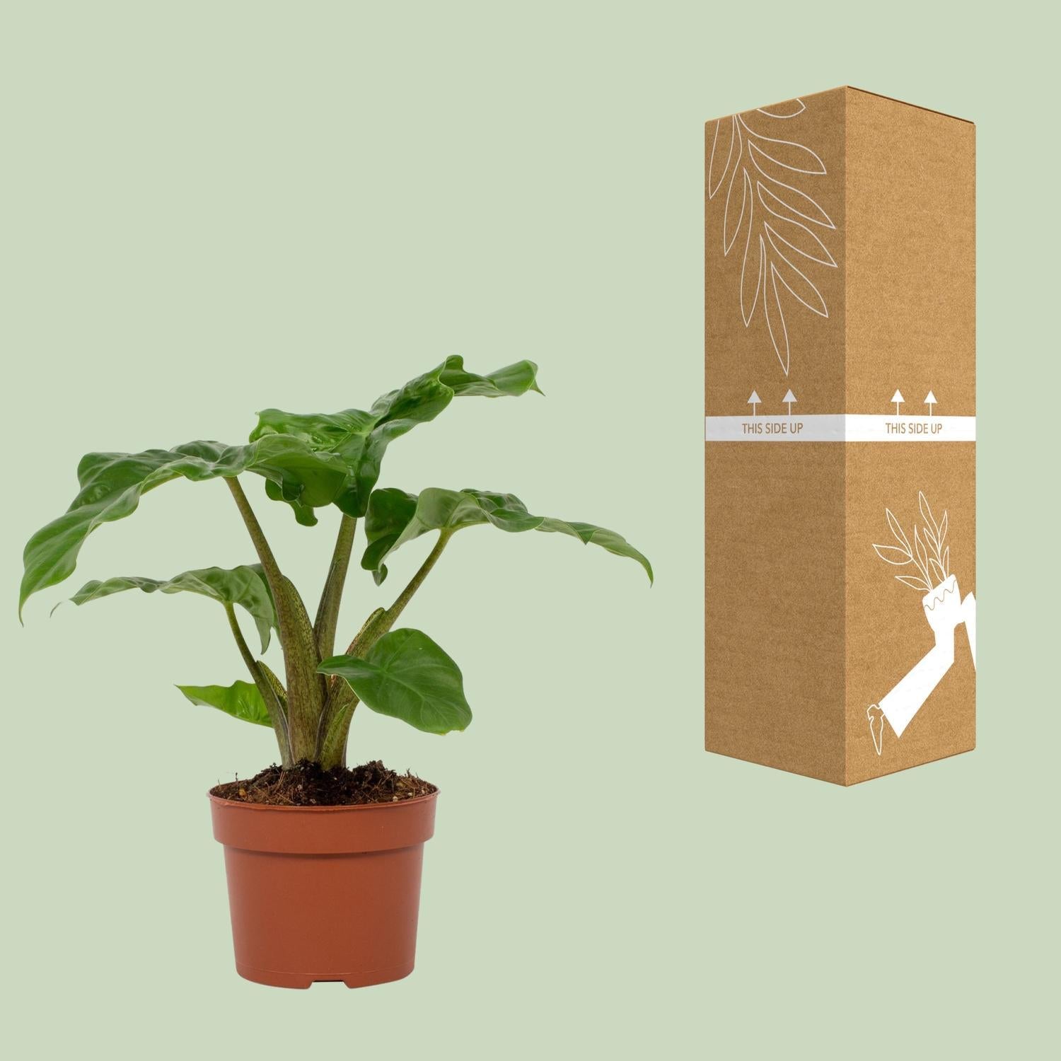 Elefantenohr - Alocasia Low Rider 12cm - Ø12cm - ↕30cm