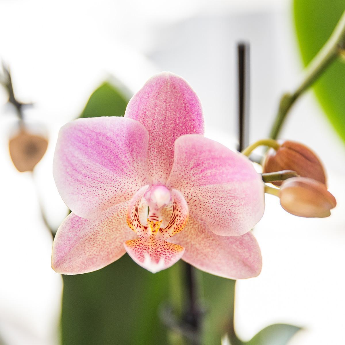 Orchidee 2 altrosa Phalaenopsis Orchideen - Treviso - Topfgröße Ø12cm | blühende Zimmerpflanze - frisch vom Züchter