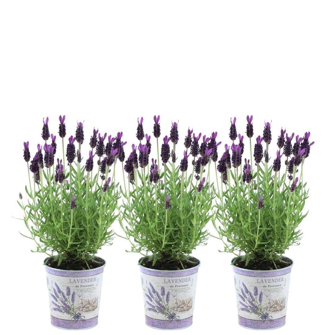 Lavandula stoechas Anouk® im Dekotopf 'Lavenderprint' - 13 cm Topf - 3er-Set FranzÃ¶sischer Lavendel im Dekotopf